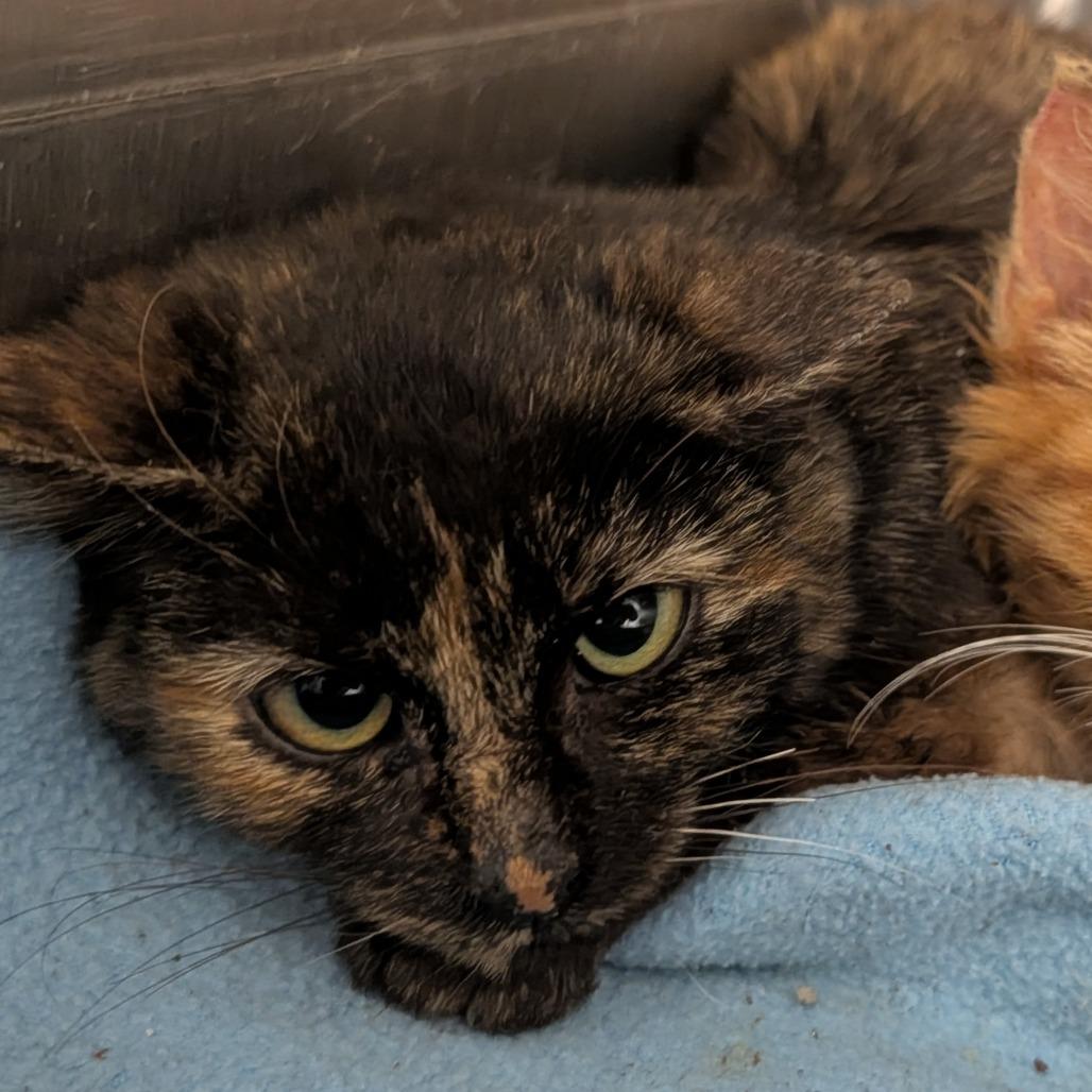 Enlarge Cherry, a Adoptable Domestic Short Hair in Wind Gap, PA image 1/2