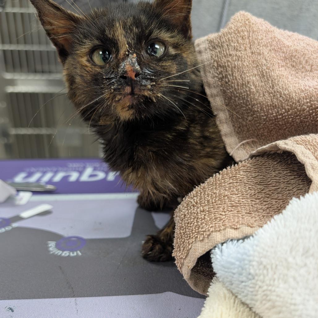 Enlarge Cherry, a Adoptable Domestic Short Hair in Wind Gap, PA image 2/2