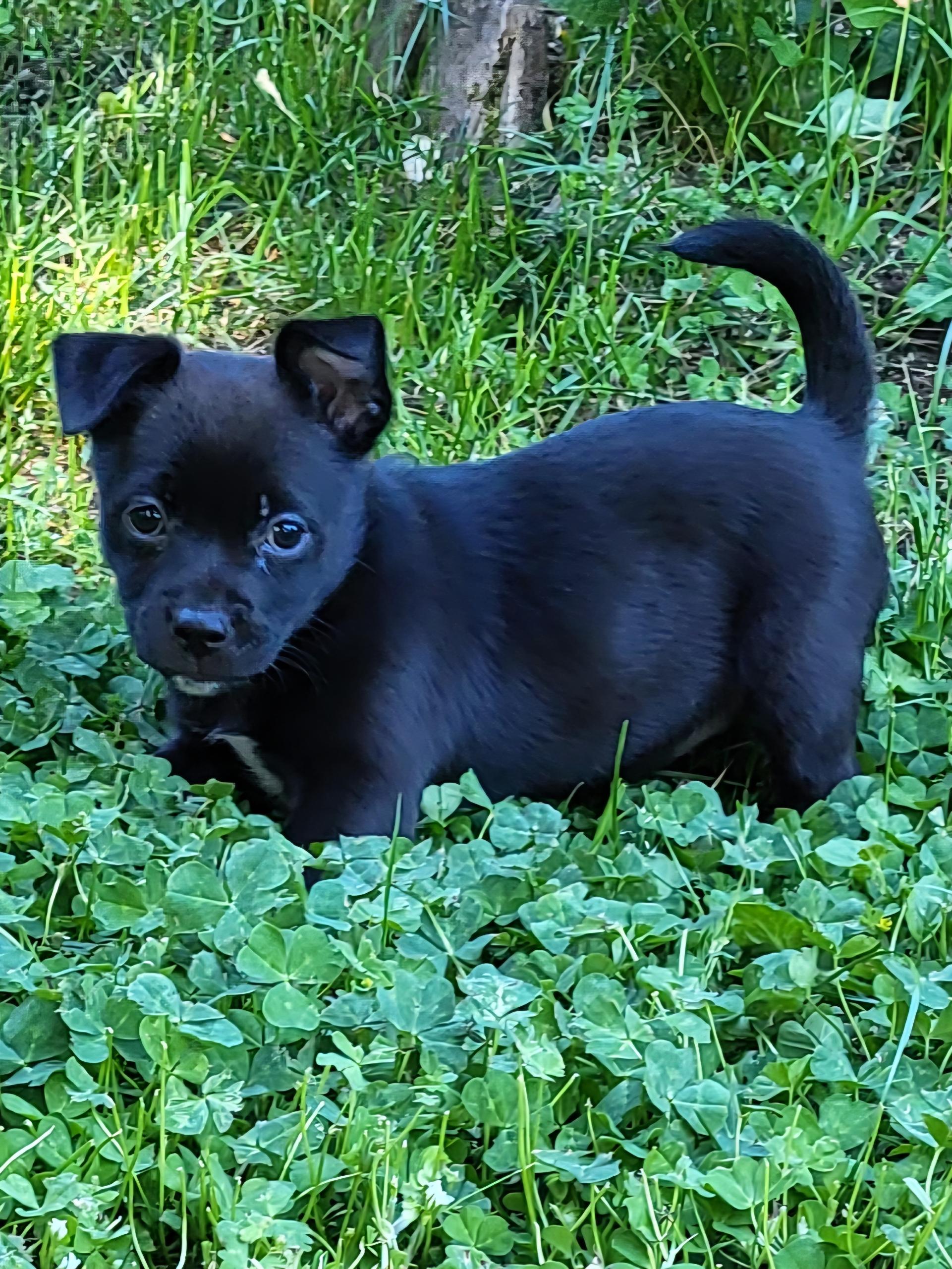 Bellini, a ADOPTABLE mixed breed in Lacey, WA image 6/6