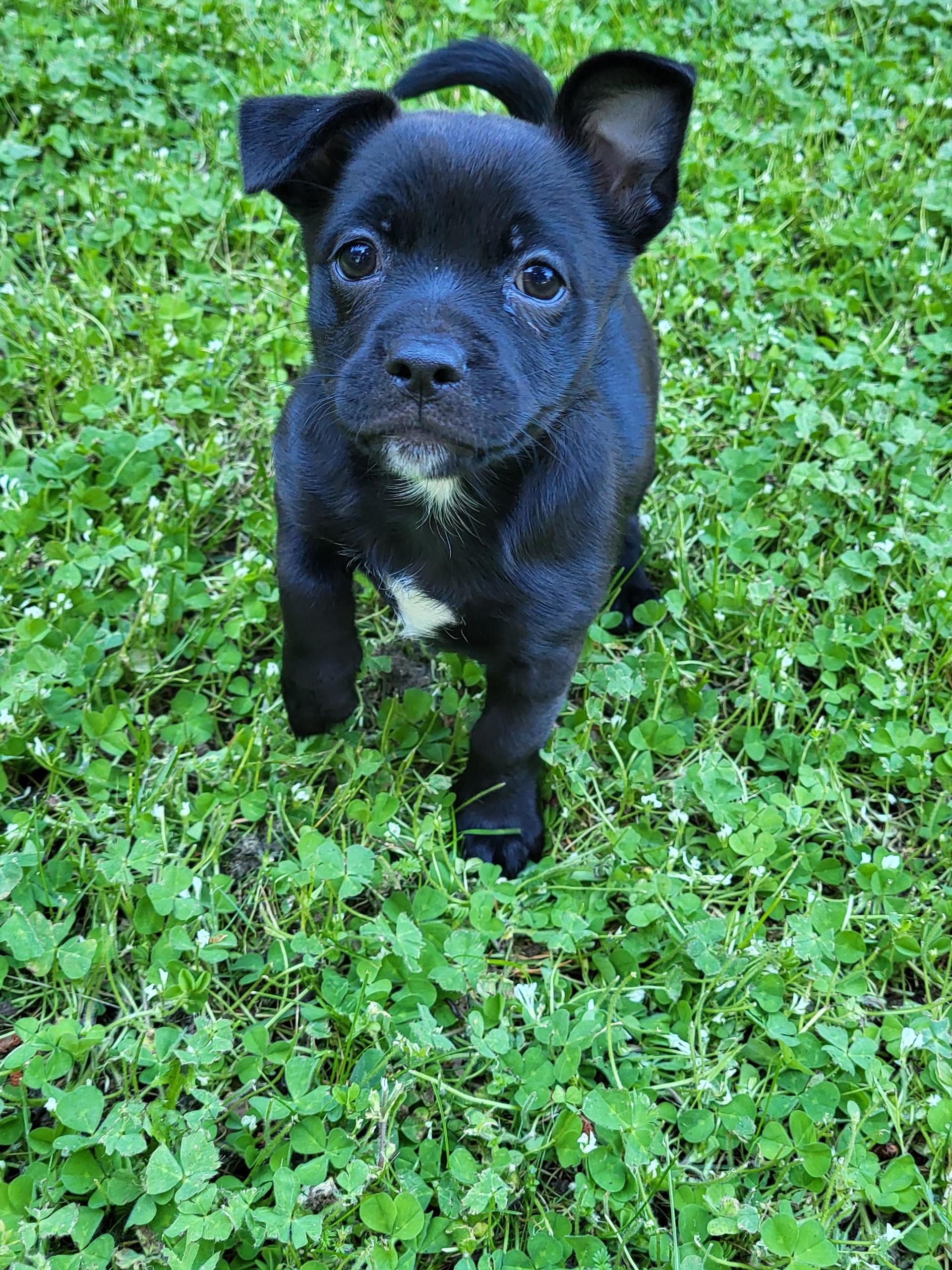 Bellini, a ADOPTABLE mixed breed in Lacey, WA image 5/6