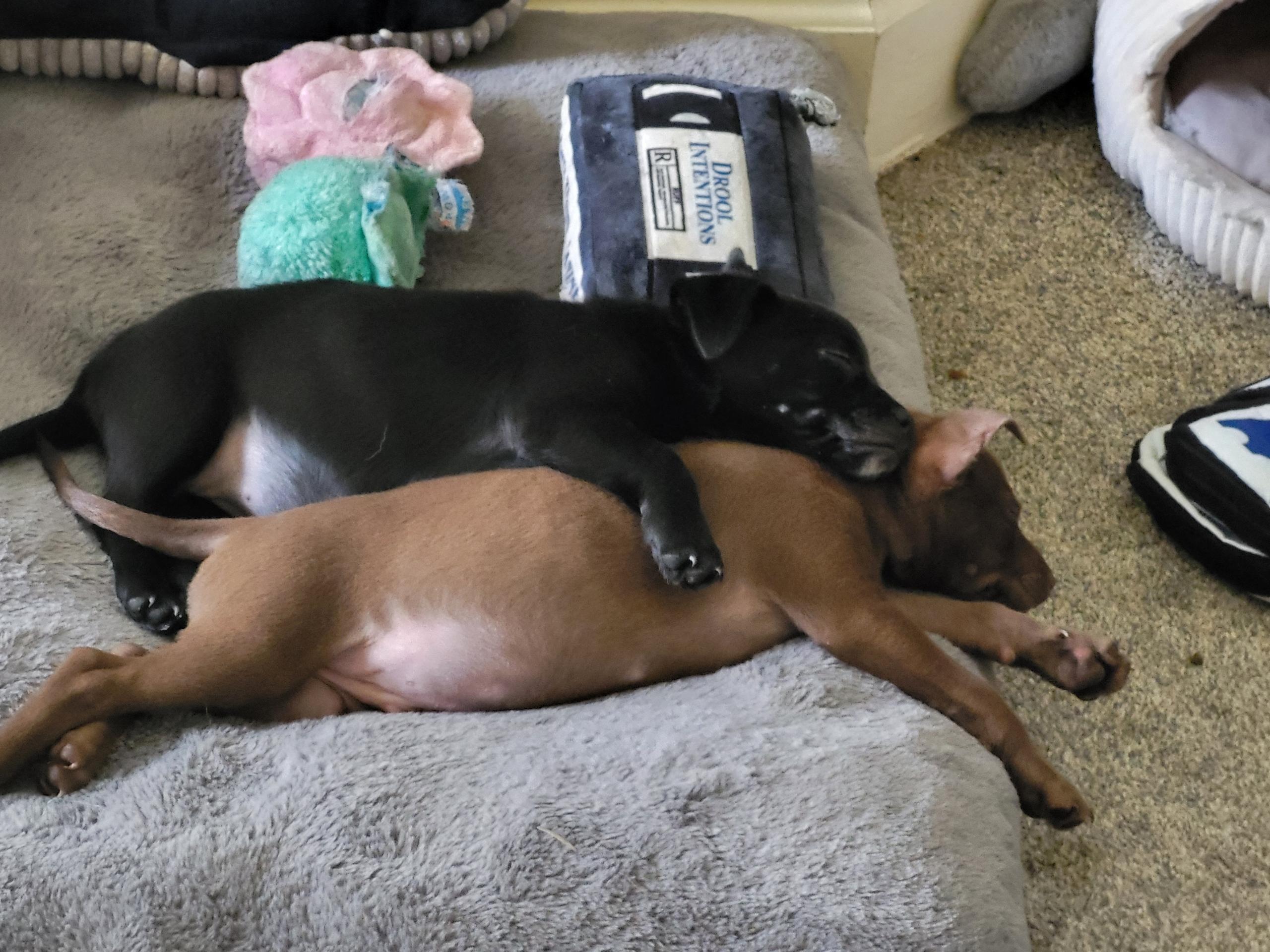 Bellini, a ADOPTABLE mixed breed in Lacey, WA image 4/6