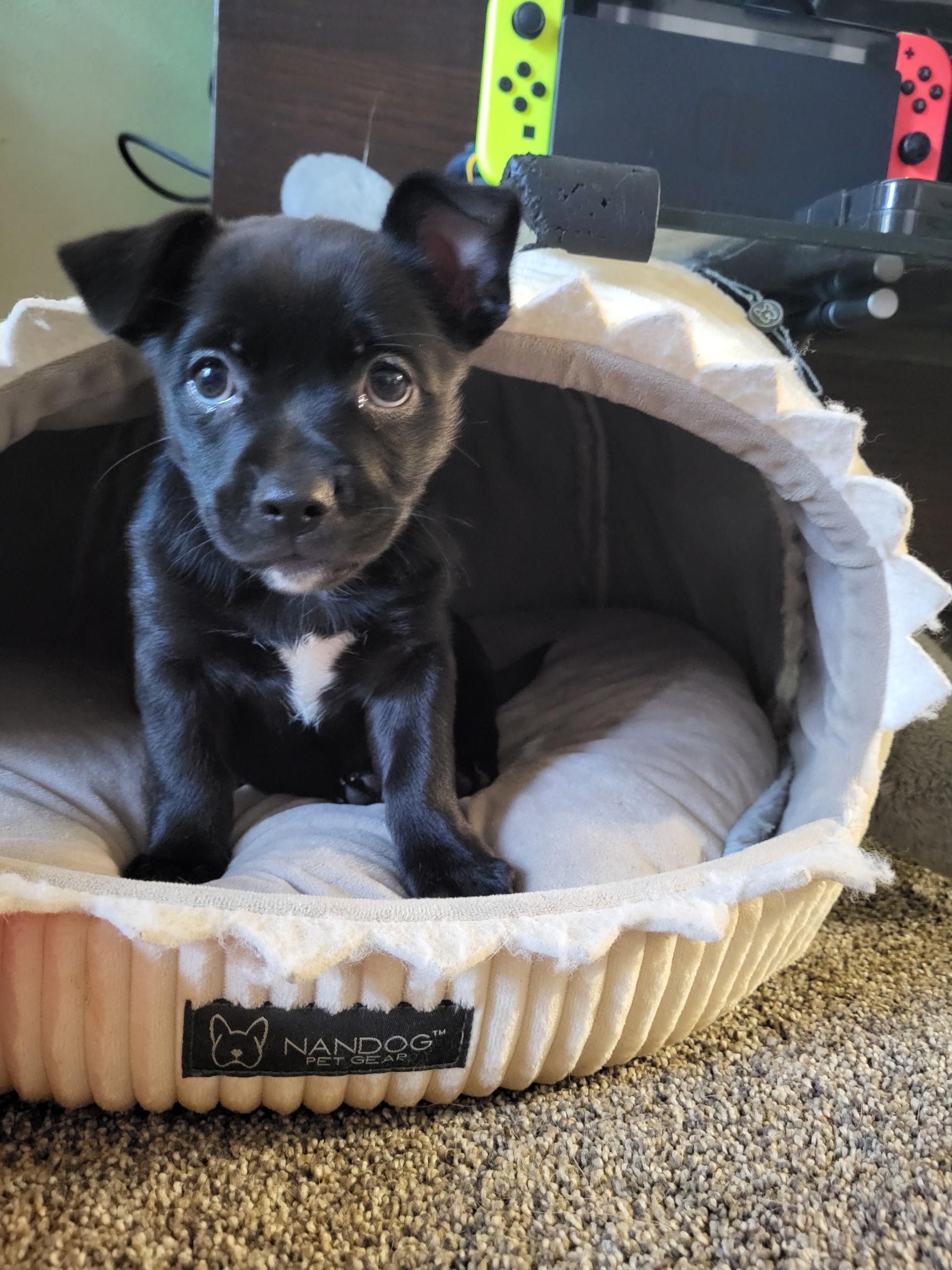Bellini, a ADOPTABLE mixed breed in Lacey, WA image 2/6