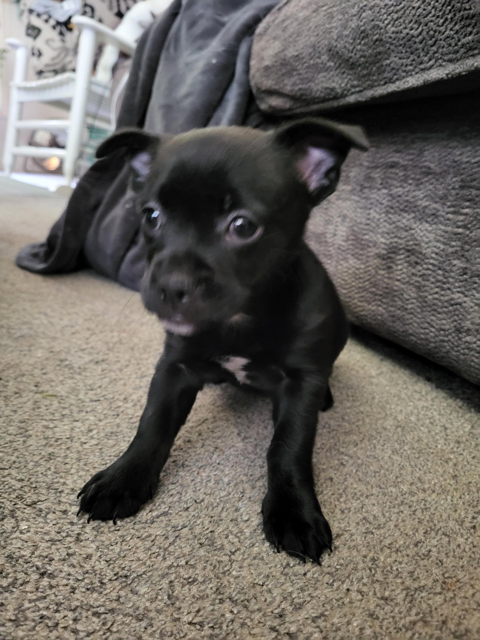 Bellini, a ADOPTABLE mixed breed in Lacey, WA image 3/6