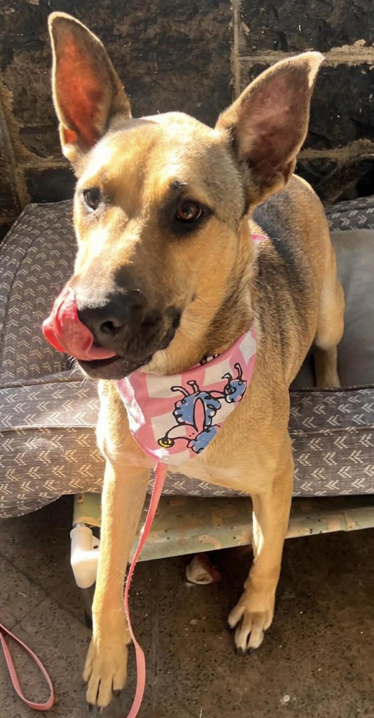 Enlarge Eve, a ADOPTABLE mixed breed in Kutztown, PA image 3/4