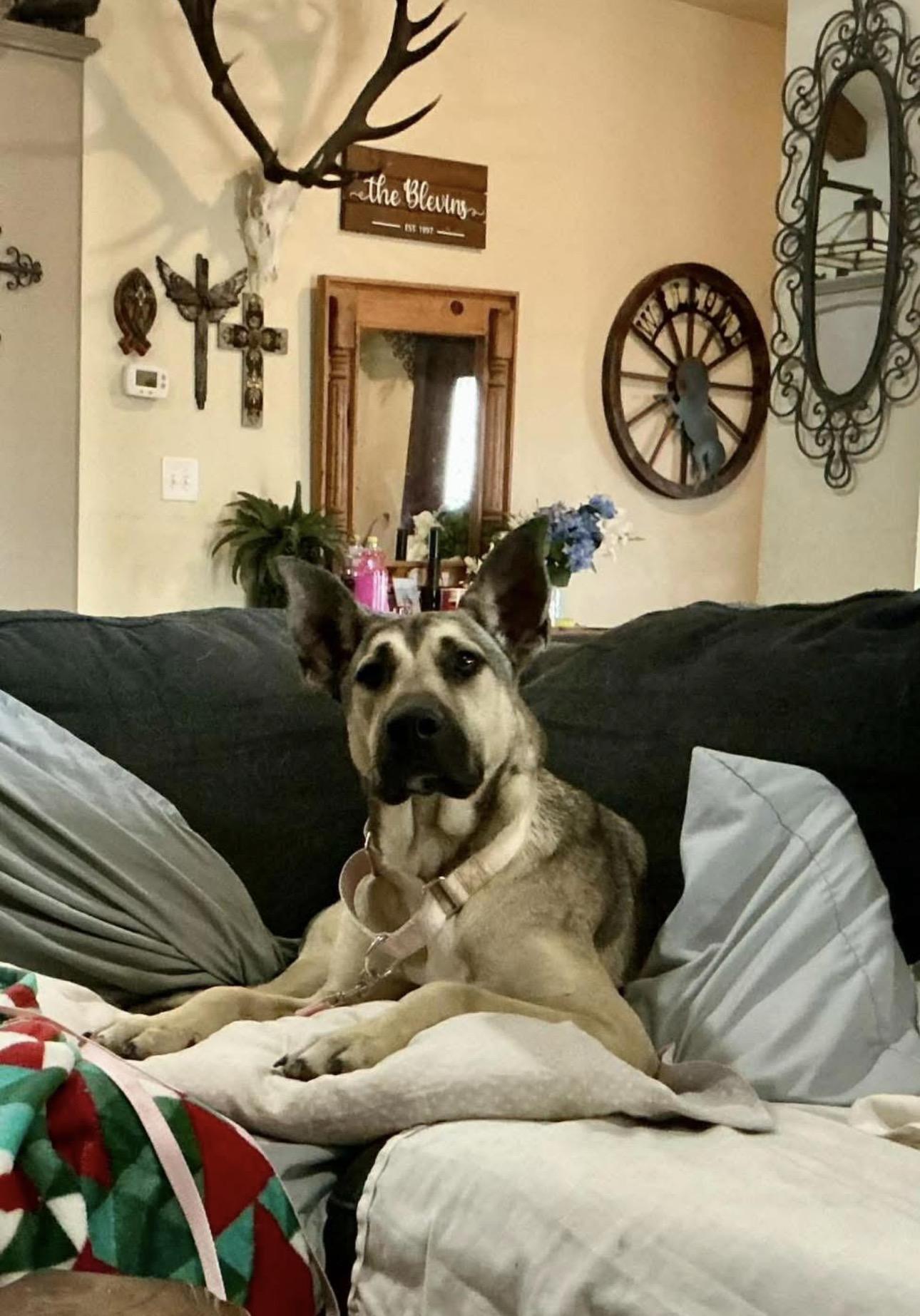 Enlarge Eve, a ADOPTABLE mixed breed in Kutztown, PA image 2/4