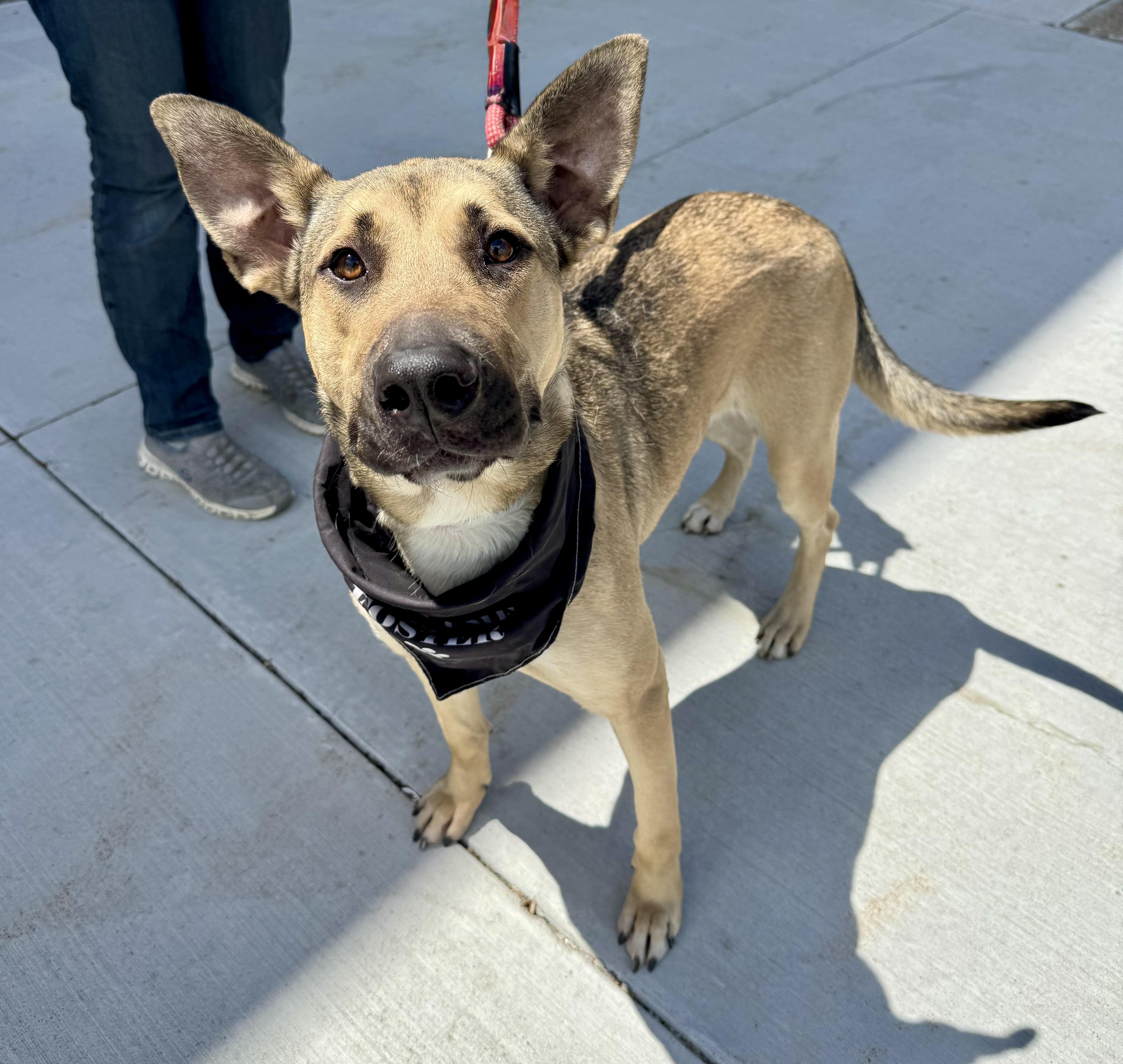Eve, a ADOPTABLE mixed breed in Kutztown, PA image 3/5
