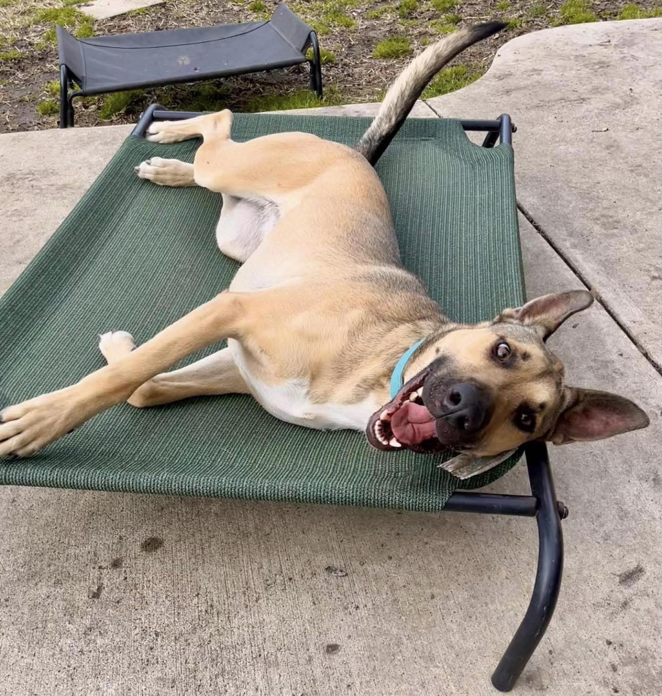 Enlarge Eve, a ADOPTABLE mixed breed in Kutztown, PA image 4/4