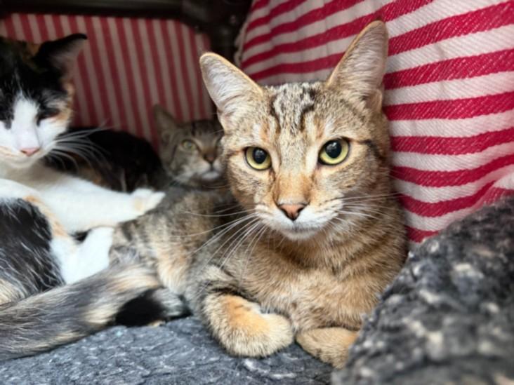 Enlarge JUNIPER*, a Adoptable Domestic Short Hair in Santa Cruz, CA image 1/1