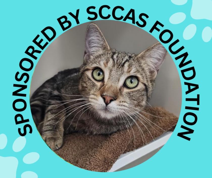 JUNIPER*, Adoptable, Young Female Domestic Short Hair.