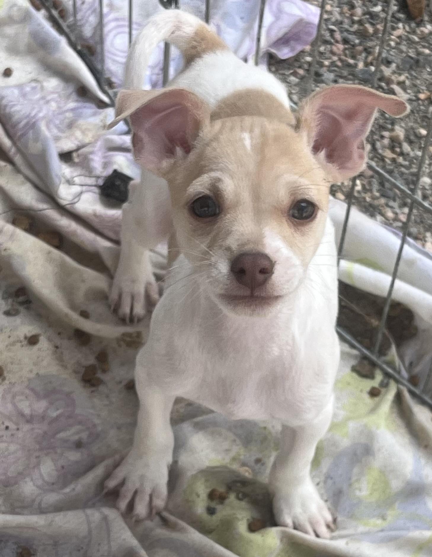 Rigatoni, adopted, Puppy Male Chihuahua.