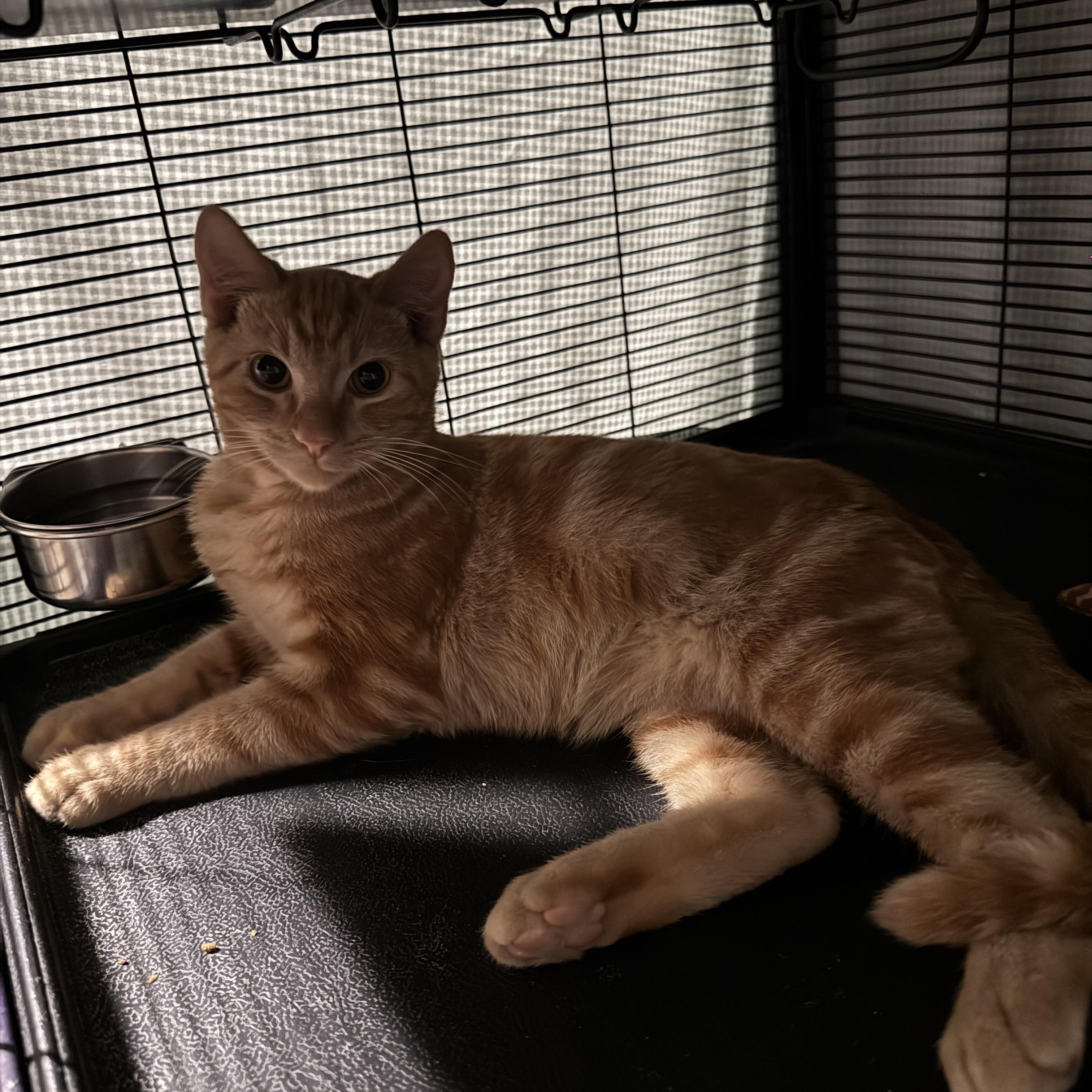 Loki, Adoptable, Young Male Domestic Short Hair.