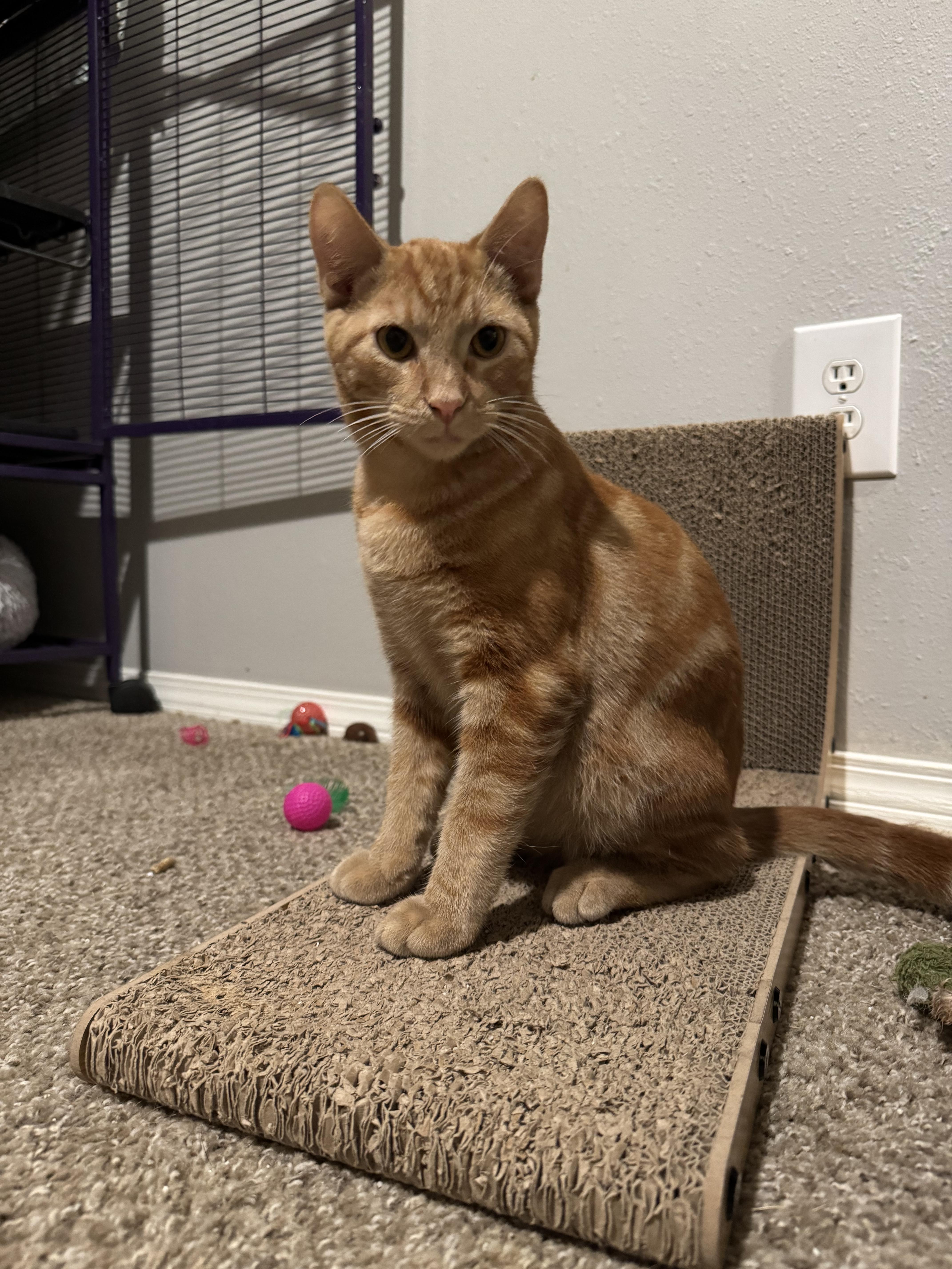 Enlarge Loki, a Adoptable mixed breed in Springfield, MO image 1/2