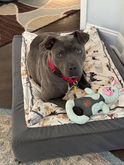 Bella, Adoptable, Young Female Pit Bull Terrier & Mixed Breed.