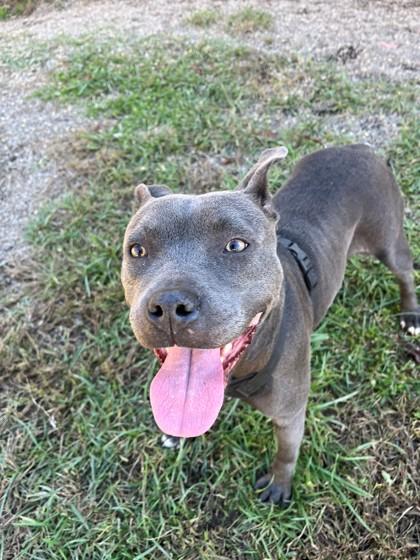 Bella, Adoptable, Young Female Pit Bull Terrier & Mixed Breed.