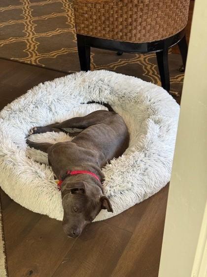 Enlarge Bella, a Adoptable mixed breed in Blue Ridge, GA image 3/3