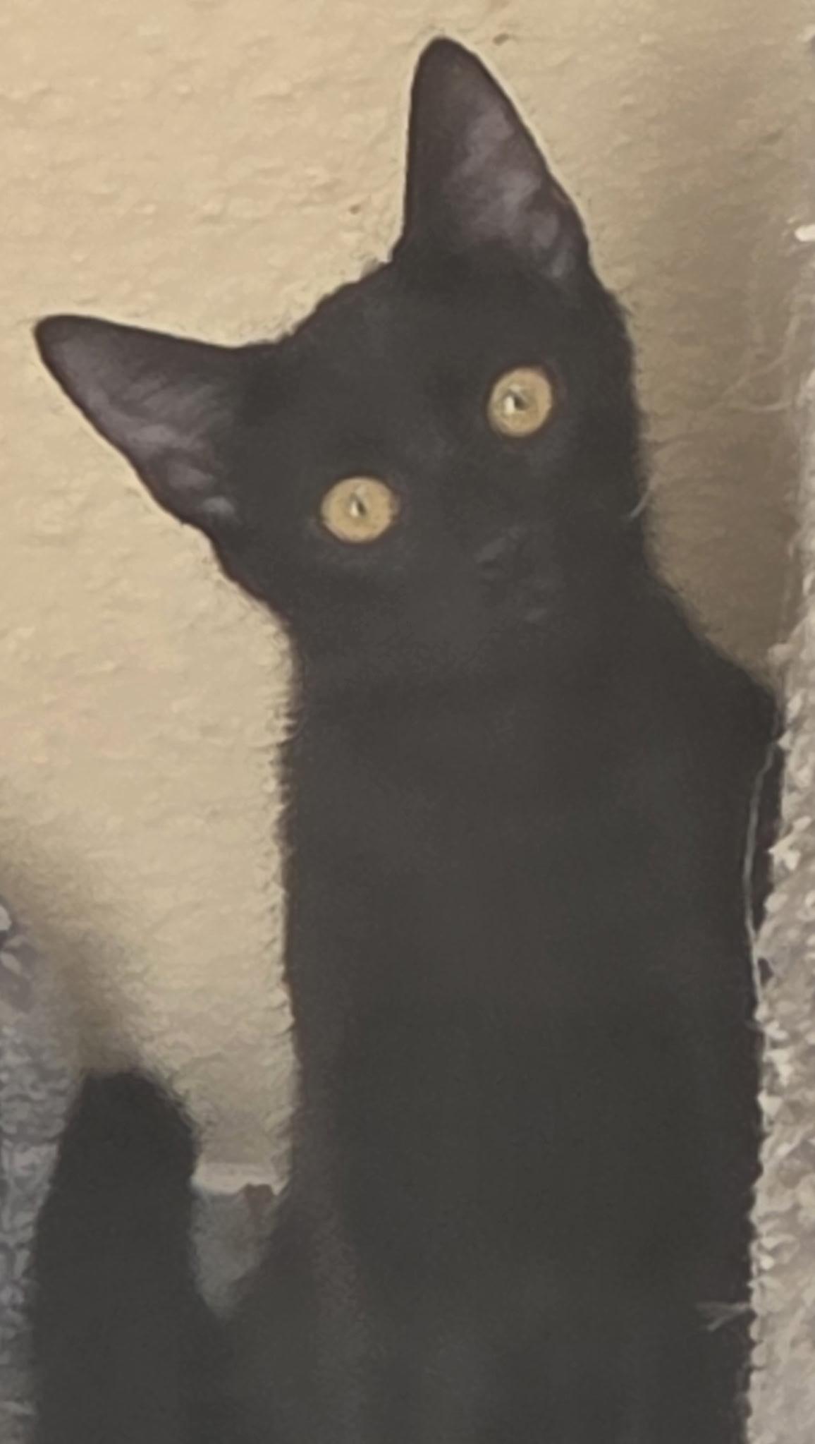 Elle, Adoptable, Young Female Domestic Short Hair.