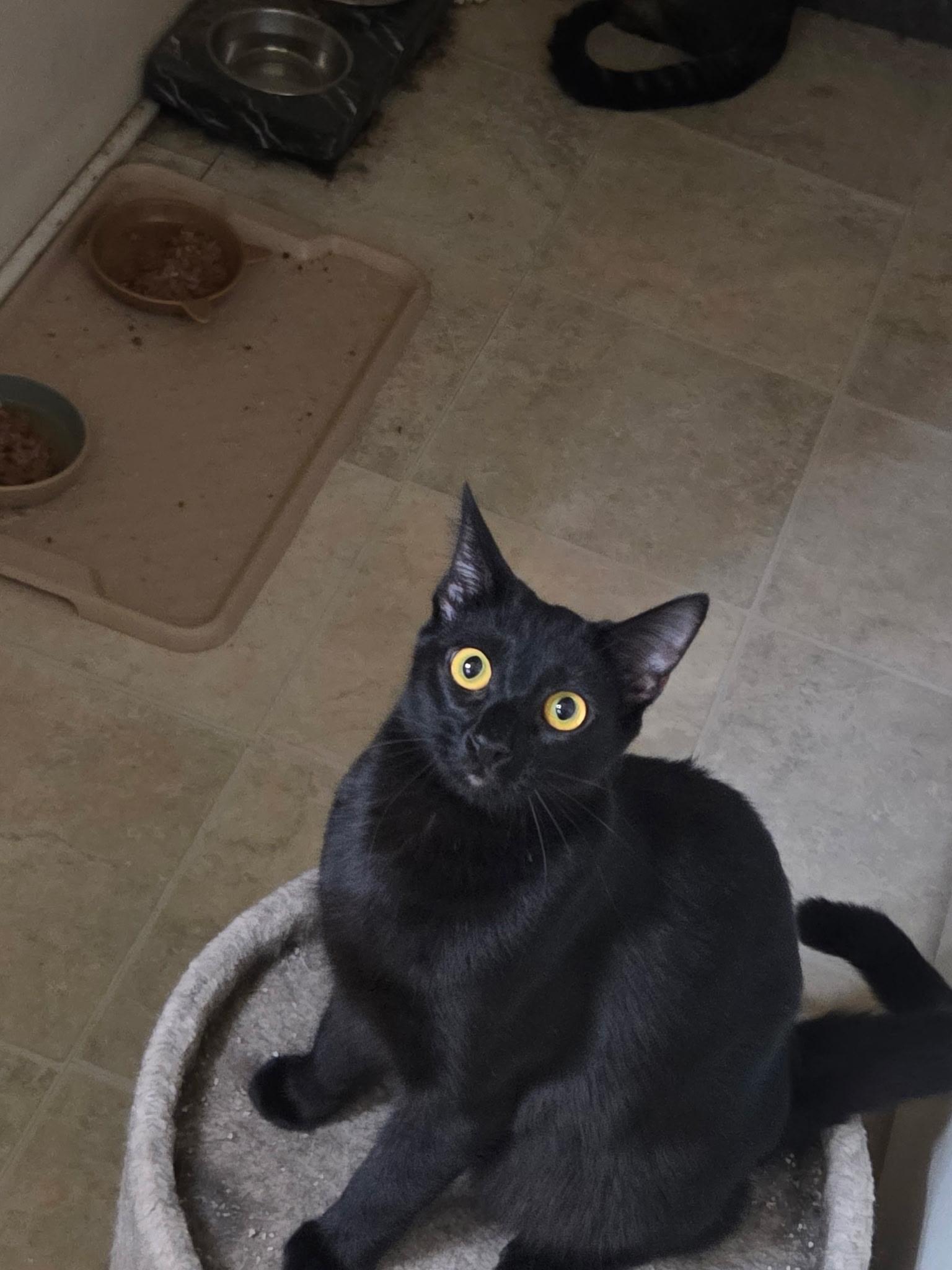 Willow, Adoptable, Young Female Domestic Short Hair.