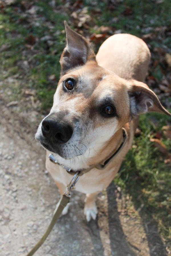 Fitz, a Adoptable mixed breed in Ona, WV image 1/5