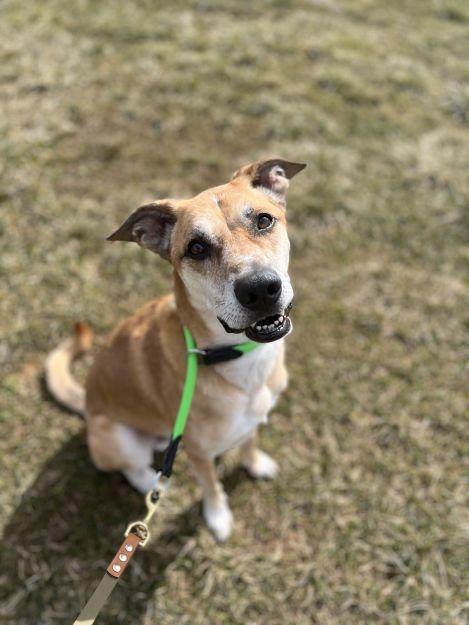 Fitz, a Adoptable mixed breed in Ona, WV image 2/5