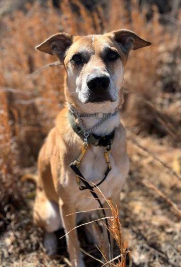 Fitz, a Adoptable mixed breed in Ona, WV image 3/5