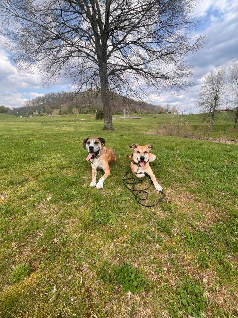 Fitz, a Adoptable mixed breed in Ona, WV image 5/5