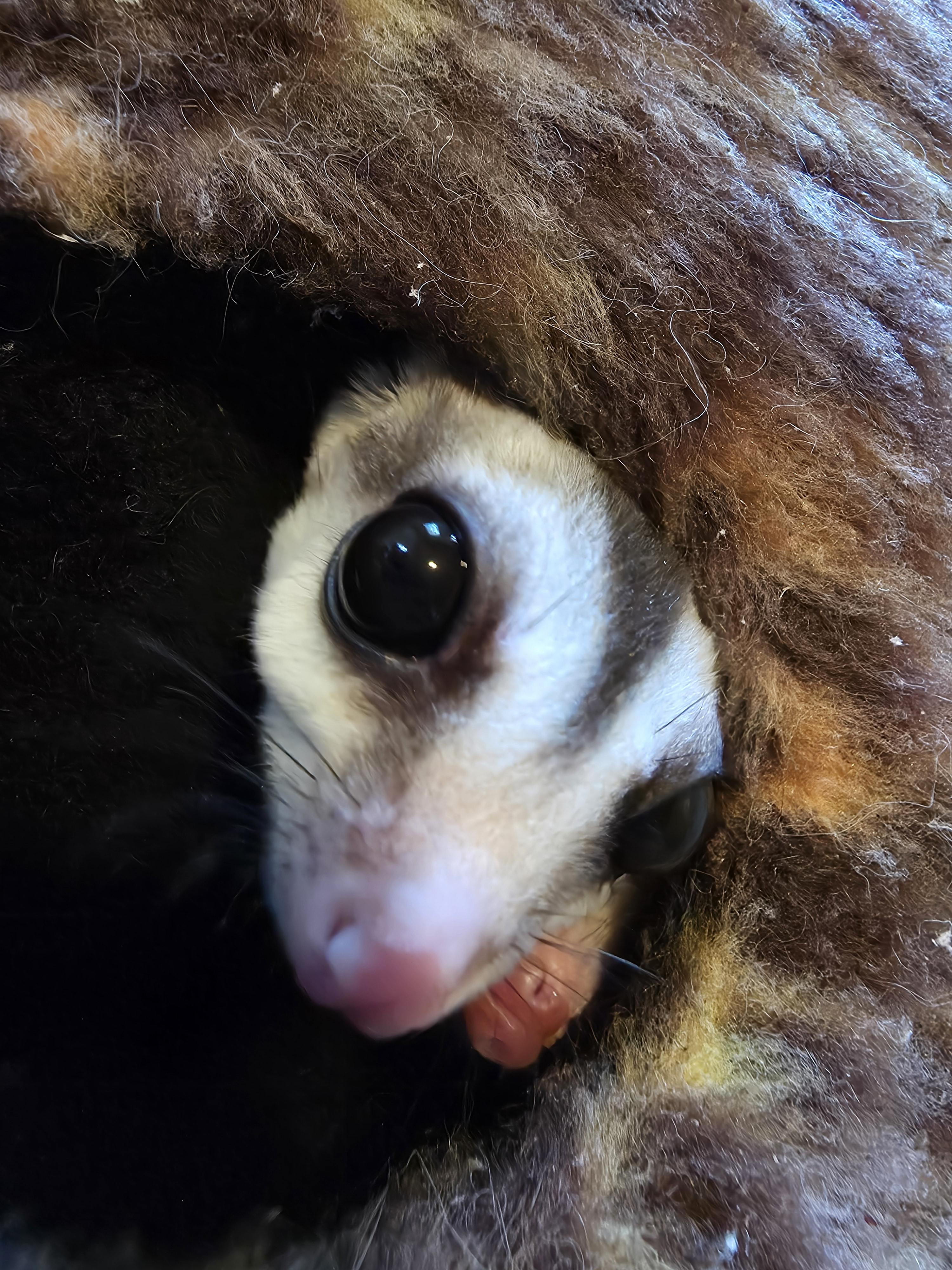 Enlarge 3 sugar gliders, a Adoptable Sugar Glider in Springtown, TX image 1/3