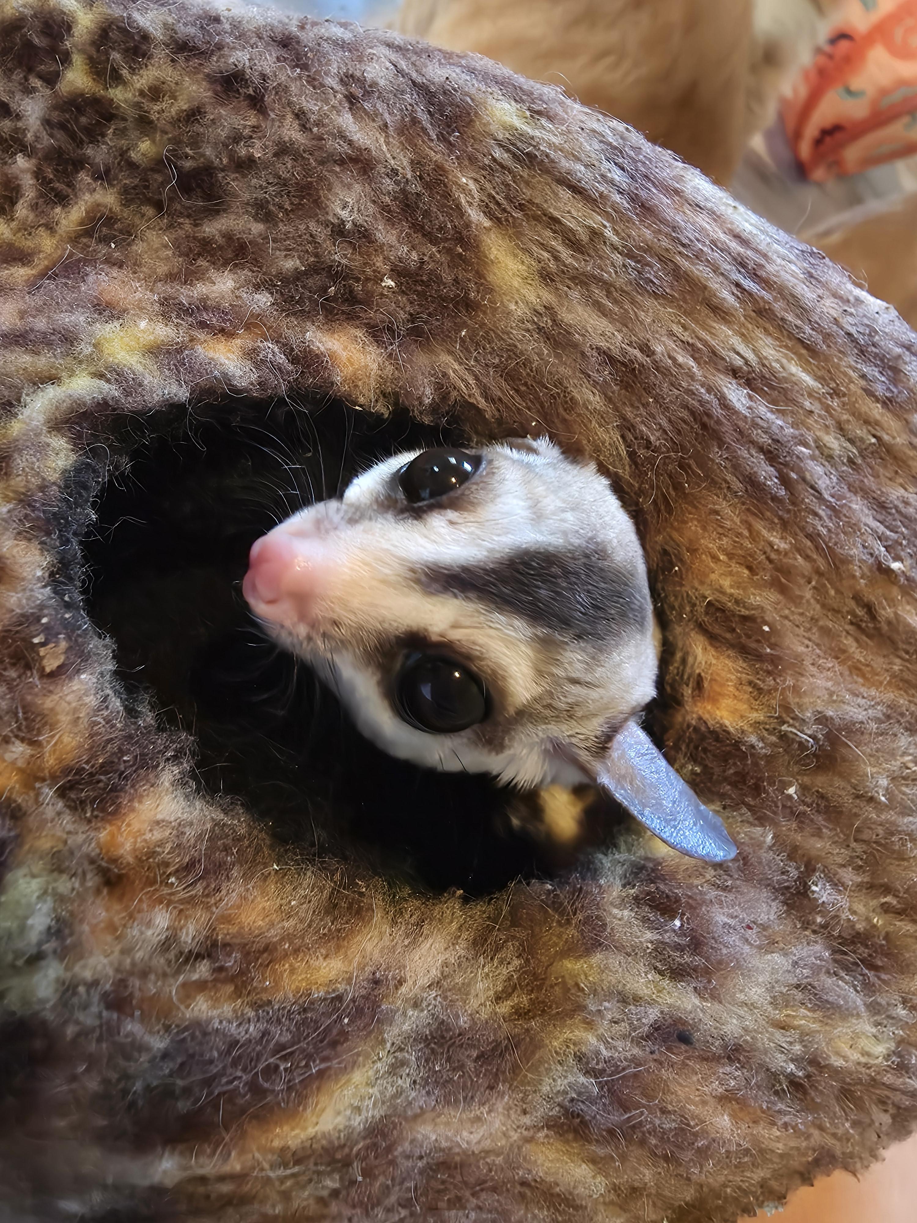 Enlarge 3 sugar gliders, a Adoptable Sugar Glider in Springtown, TX image 2/3