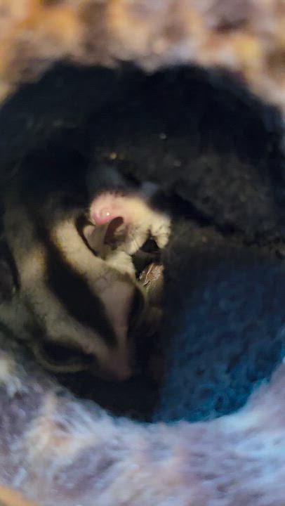 Enlarge 3 sugar gliders, a Adoptable Sugar Glider in Springtown, TX video 3/3