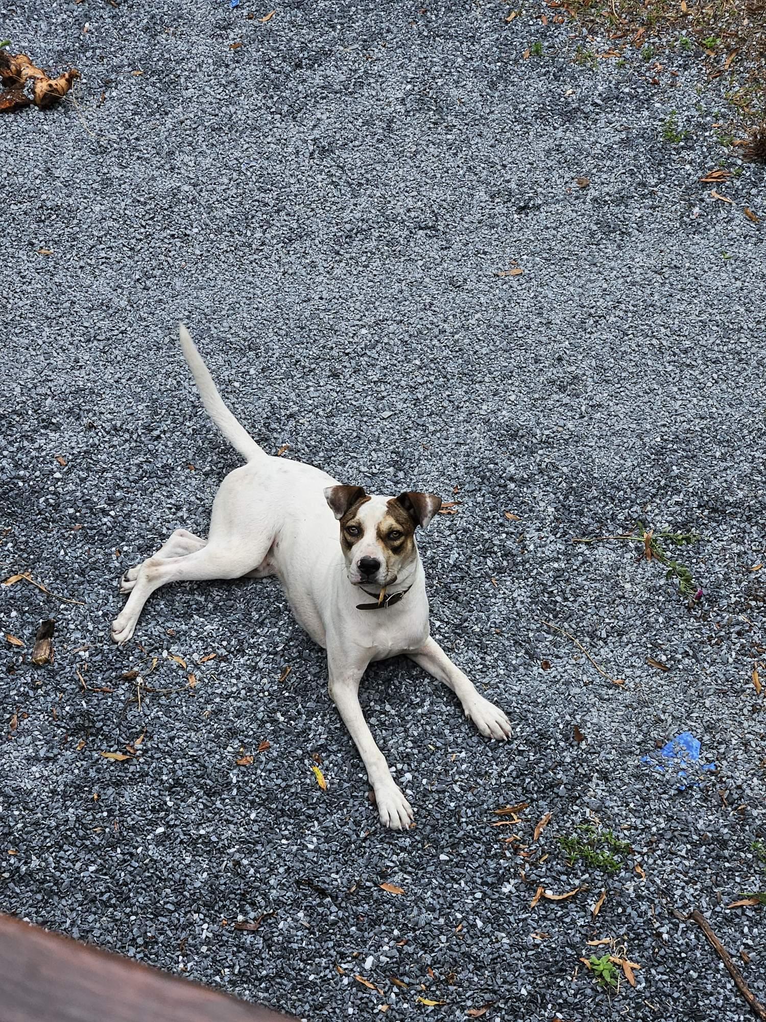 Courtesy Listing- Pitt, Adoptable, Young Male Pit Bull Terrier.