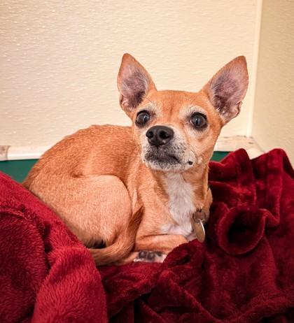 Enlarge Lola, an adopted Mixed Breed in Missoula, MT image 2/2