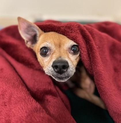 Enlarge Lola, an adopted Mixed Breed in Missoula, MT image 1/2