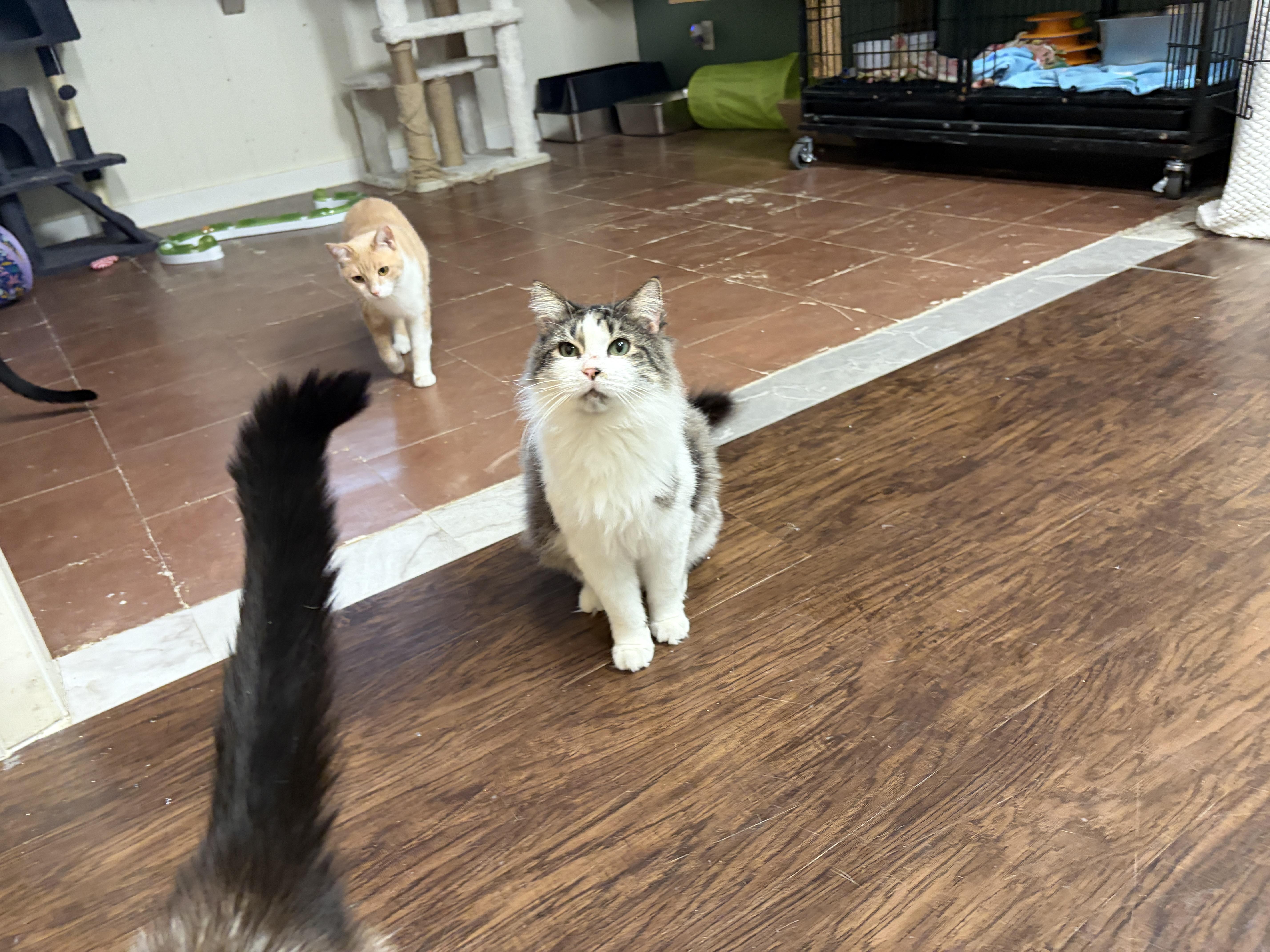 Enlarge Dolly, a ADOPTABLE Domestic Medium Hair in Perry, GA image 2/3