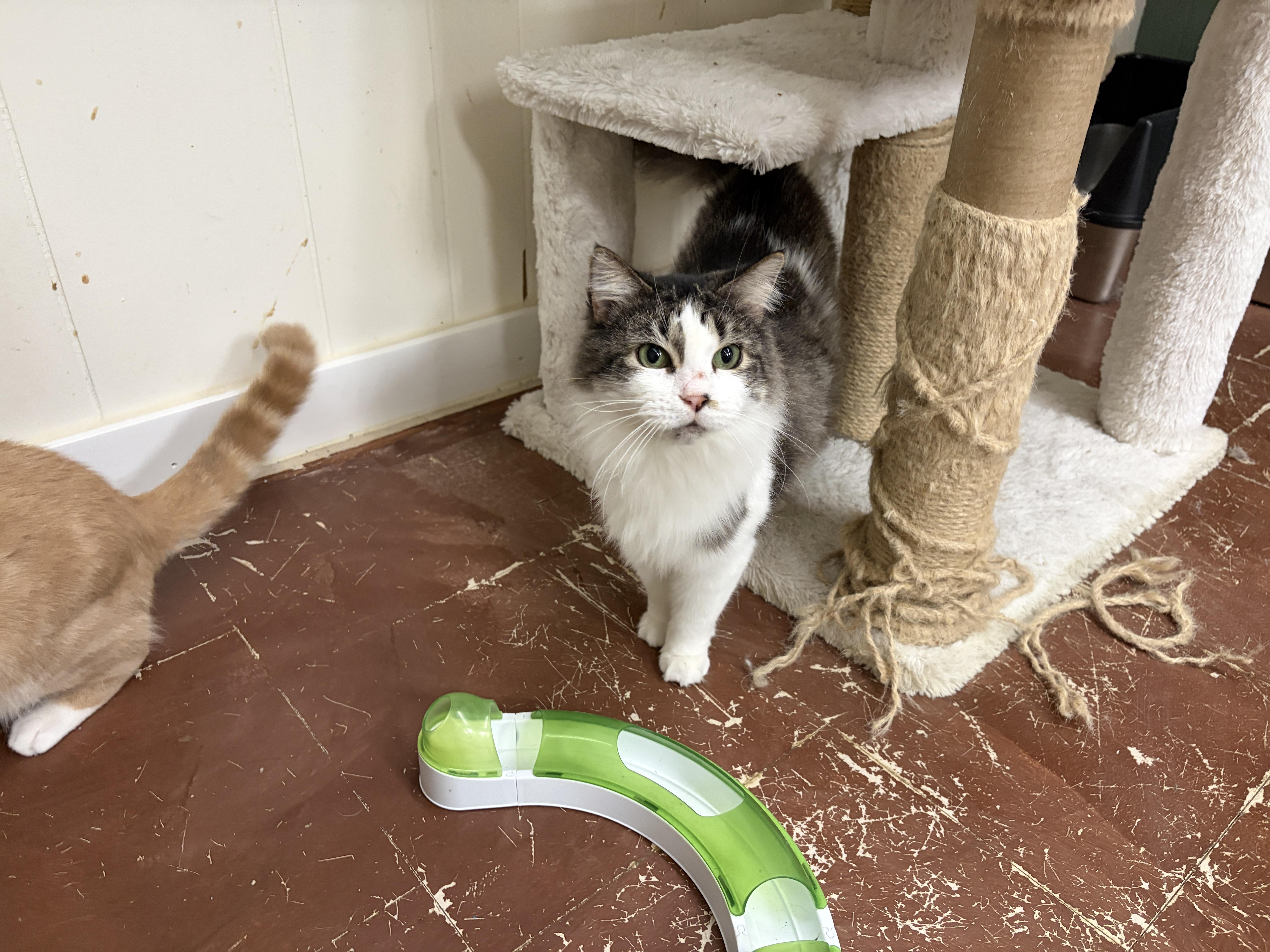 Enlarge Dolly, a ADOPTABLE Domestic Medium Hair in Perry, GA image 3/3