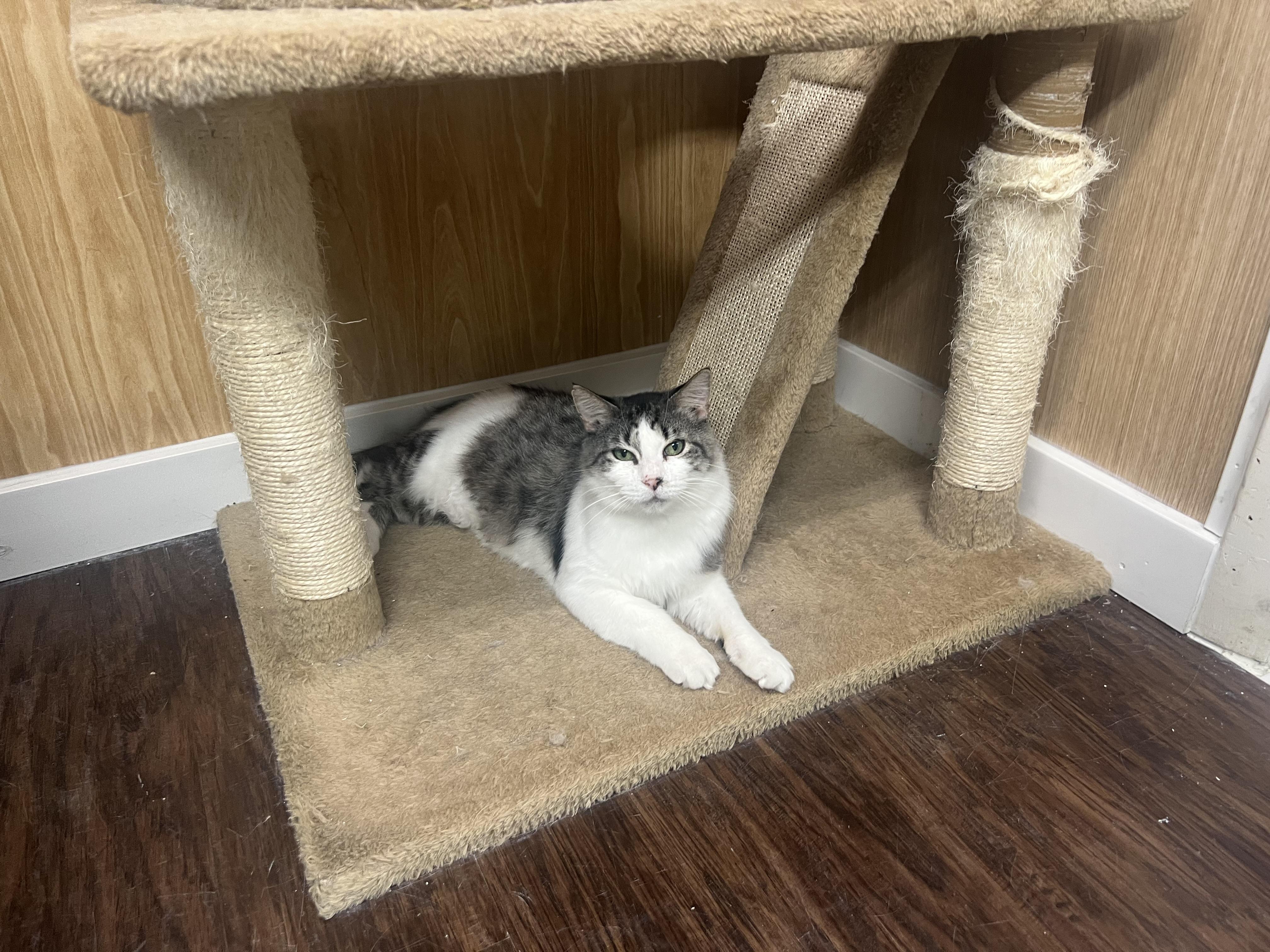 Dolly, ADOPTABLE, Adult Female Domestic Medium Hair.