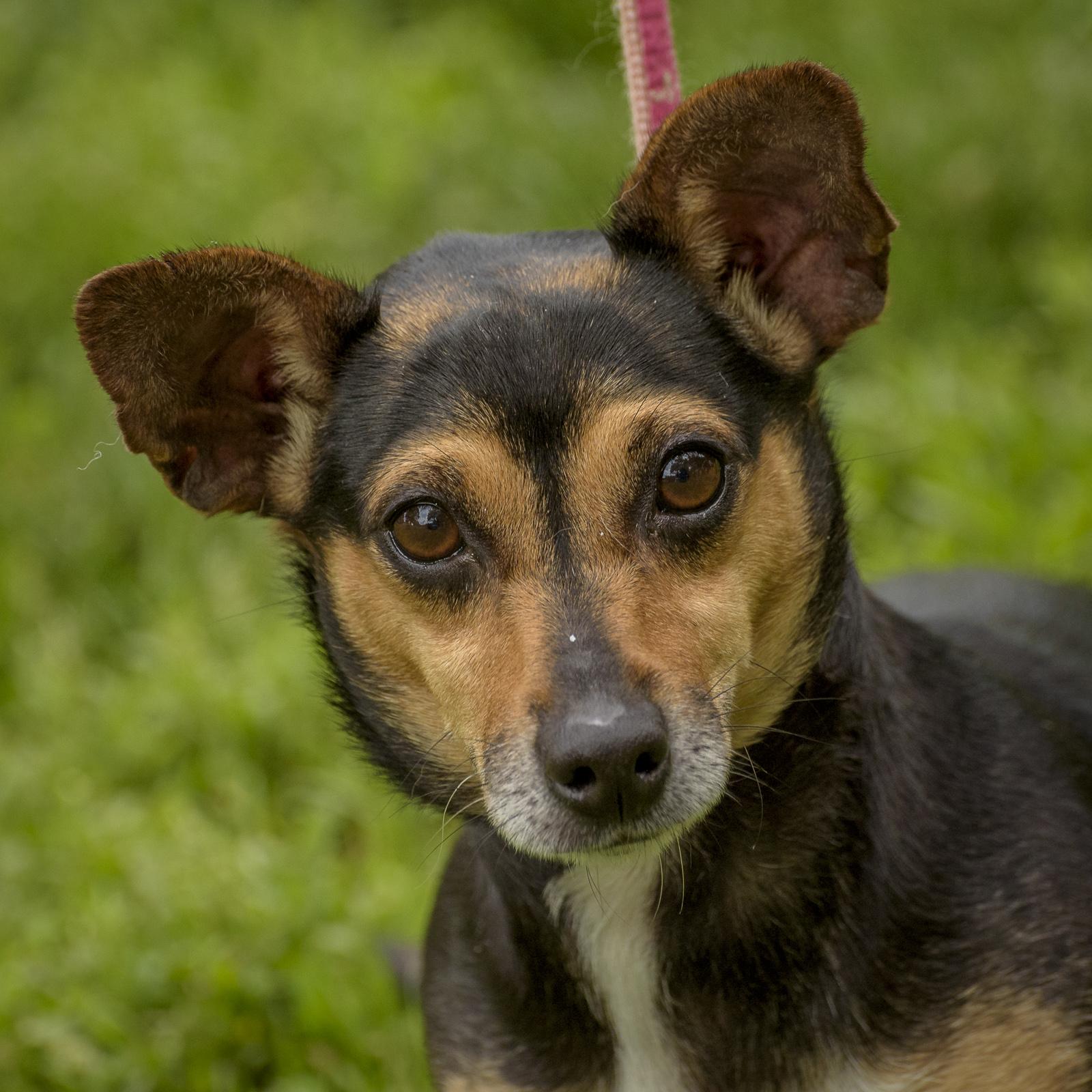 Sadie, Adoptable, Adult Female Chiweenie.