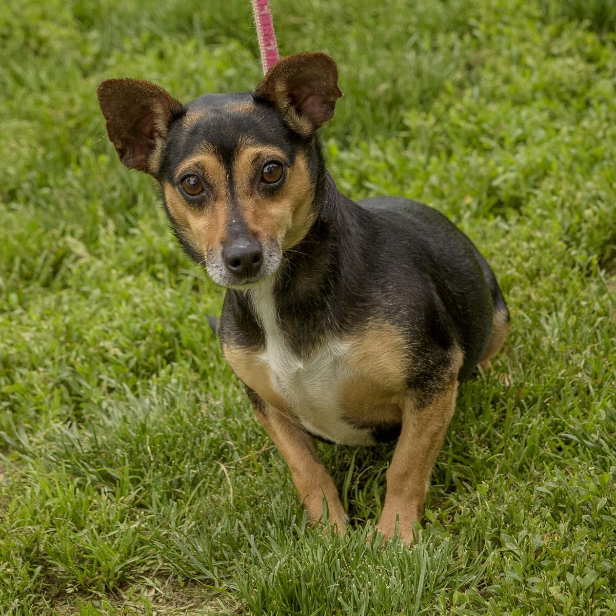 Enlarge Sadie, a Adoptable Chiweenie in Lambertville, NJ image 3/3