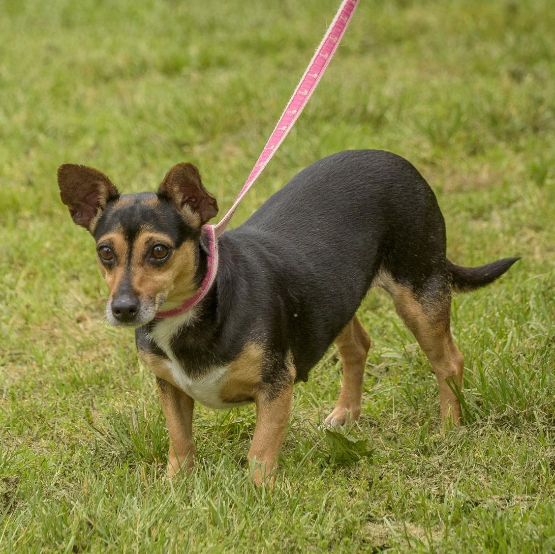 Enlarge Sadie, a Adoptable Chiweenie in Lambertville, NJ image 2/3