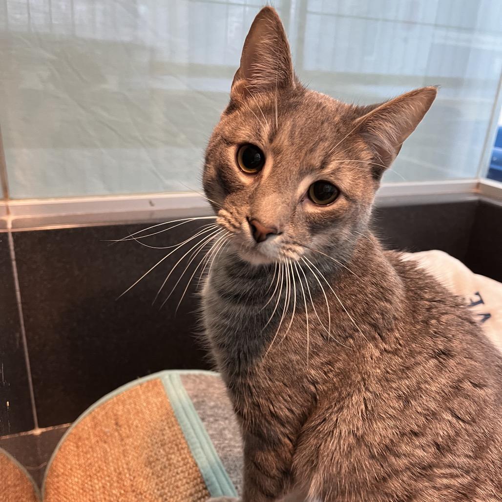 Enlarge PJ, a Adoptable Domestic Short Hair in Long Beach, CA image 1/1
