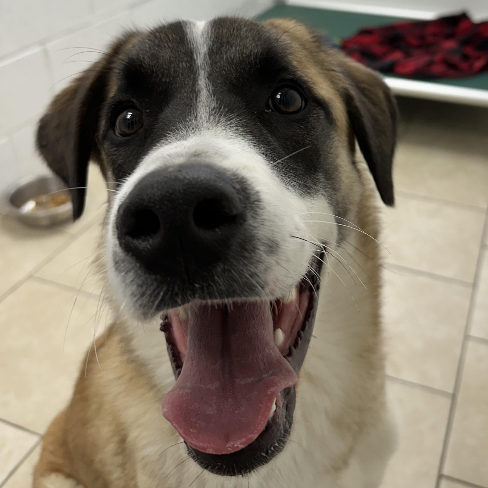 Enlarge Smokey, a ADOPTABLE mixed breed in Pacific, MO image 1/2