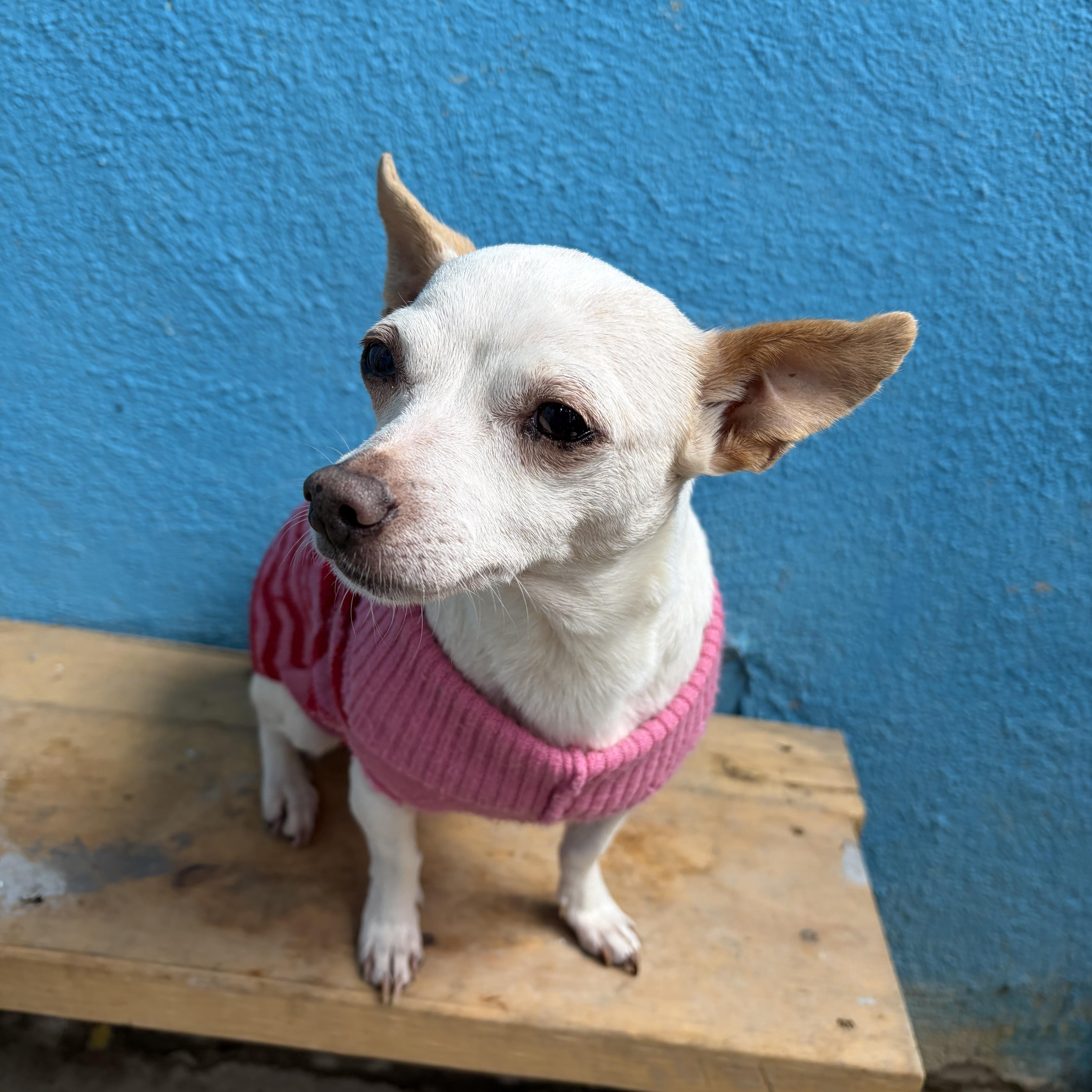 Luna- Grace, an adopted Chihuahua in Poway, CA image 3/4