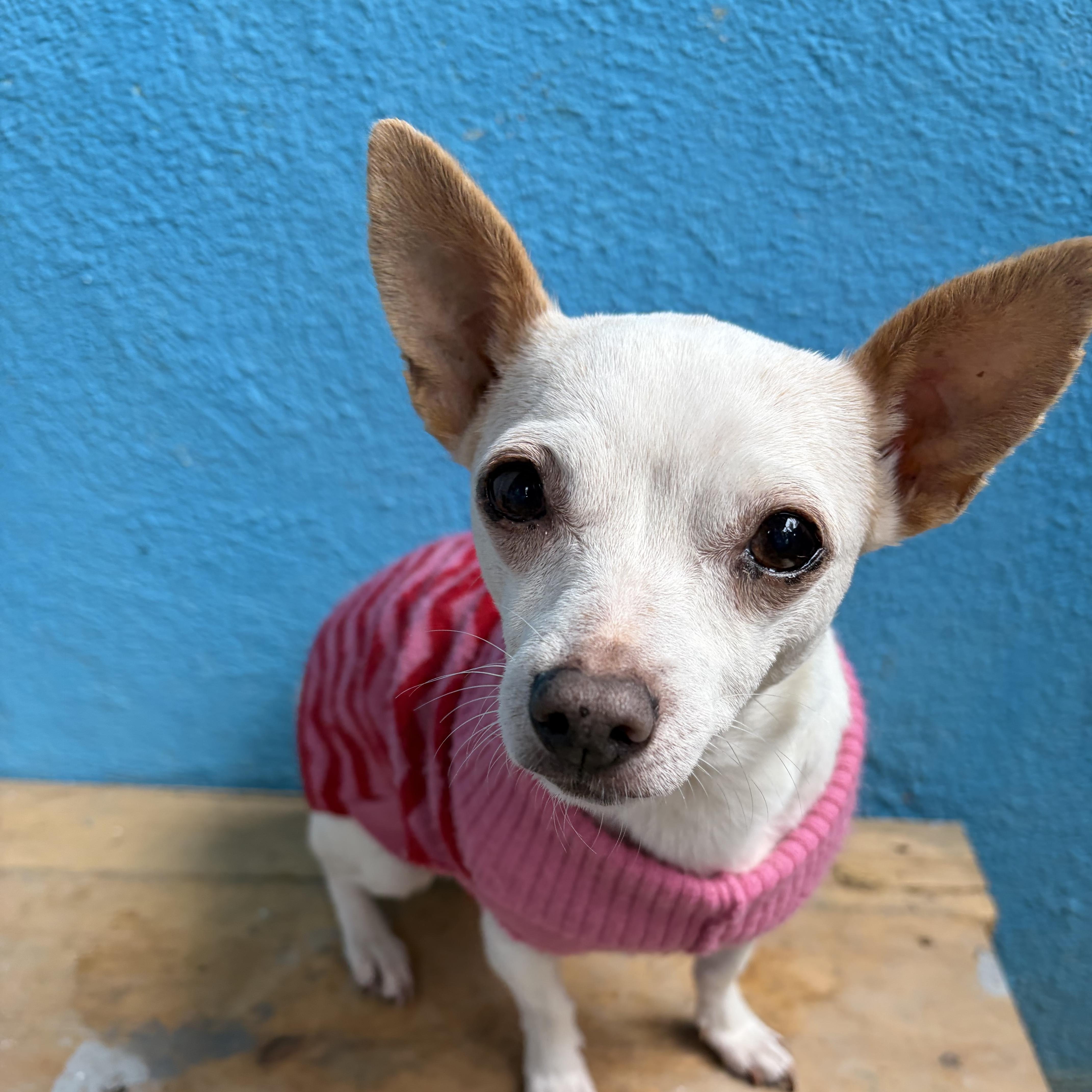Luna- Grace, an adopted Chihuahua in Poway, CA image 1/4