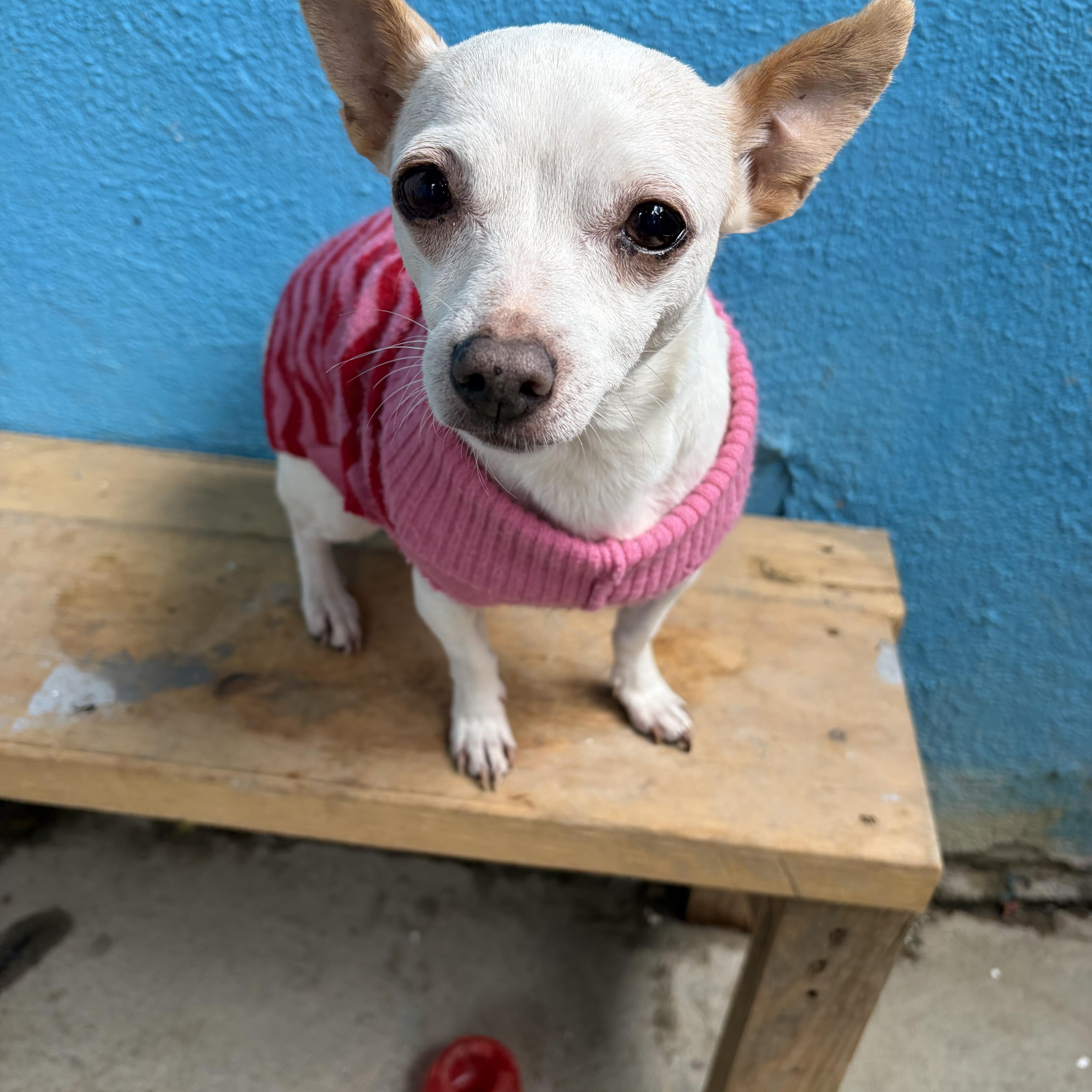 Luna- Grace, an adopted Chihuahua in Poway, CA image 2/4
