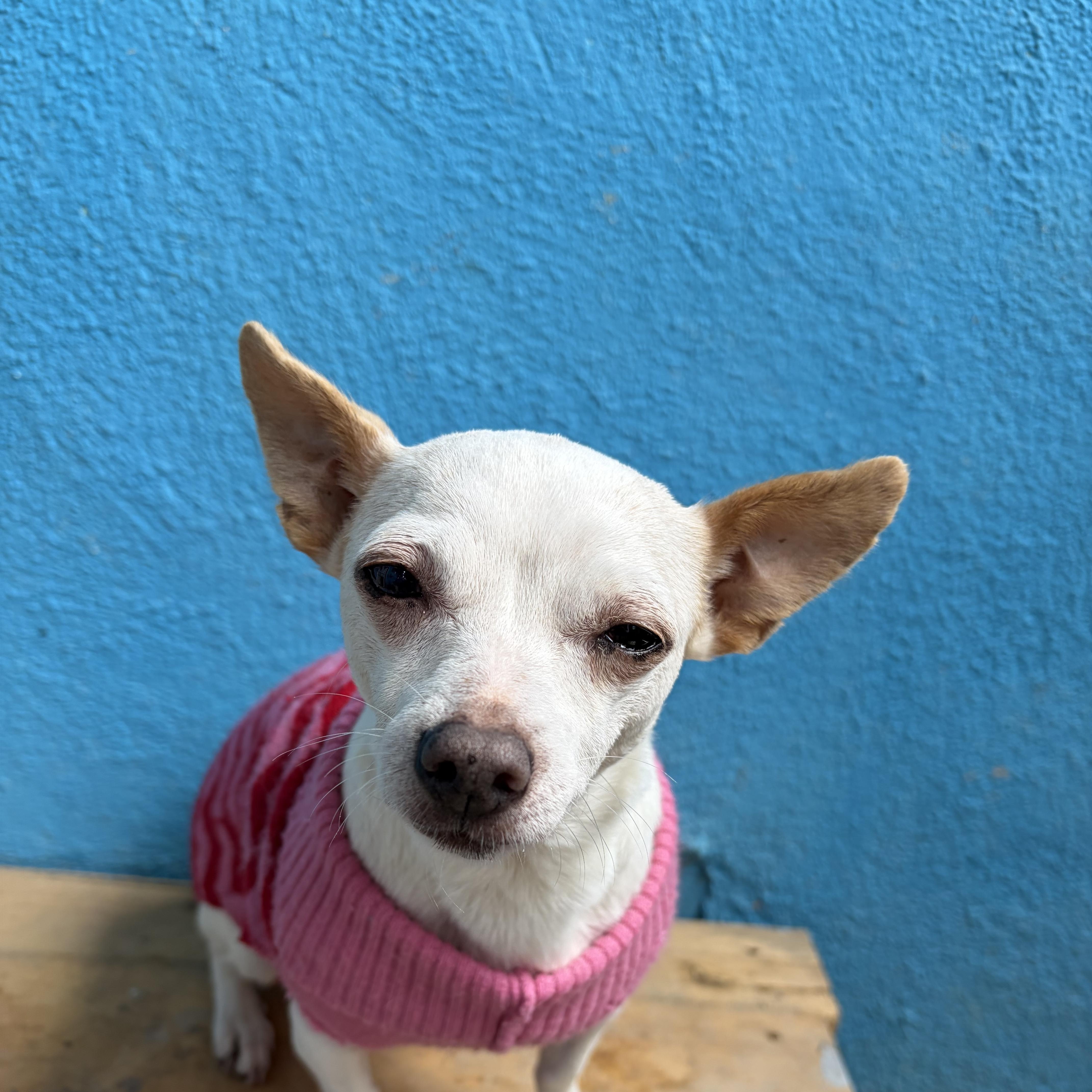 Luna- Grace, an adopted Chihuahua in Poway, CA image 4/4