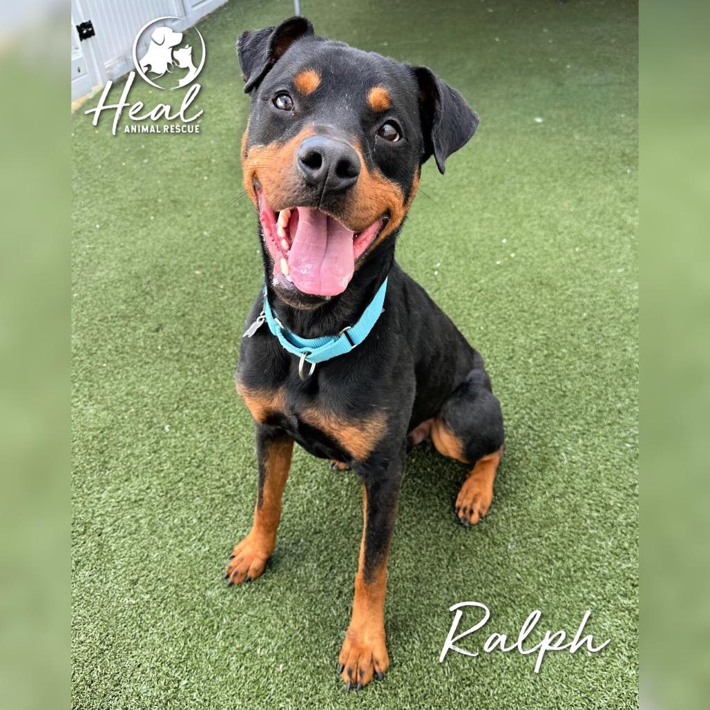 Enlarge Ralph, a Adoptable mixed breed in Youngwood, PA image 1/3