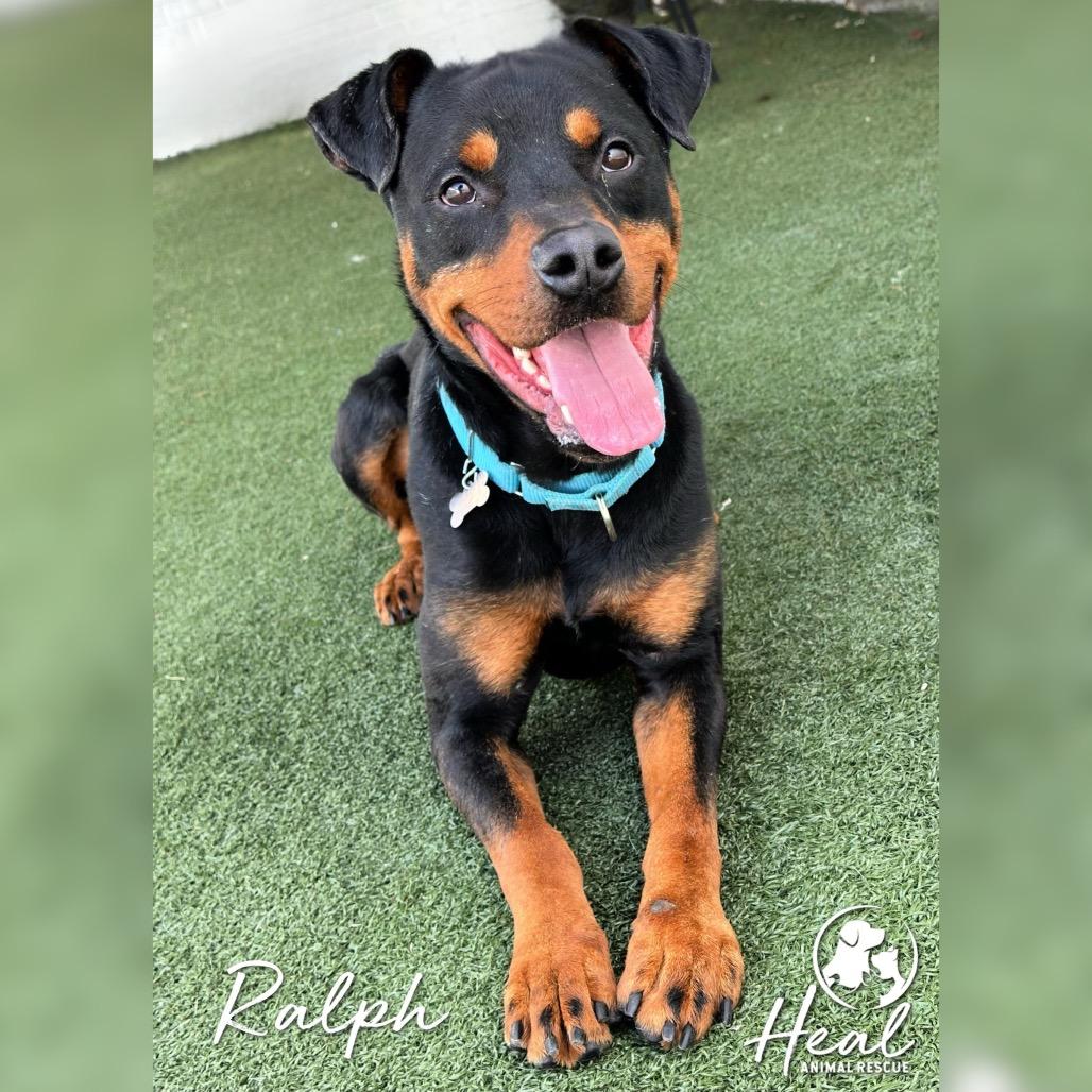 Enlarge Ralph, a Adoptable mixed breed in Youngwood, PA image 2/3