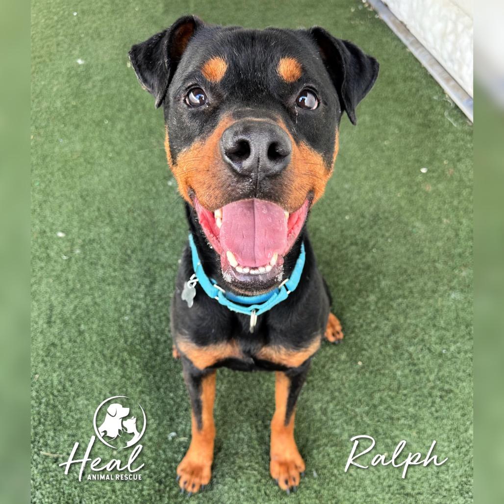Enlarge Ralph, a Adoptable mixed breed in Youngwood, PA image 3/3