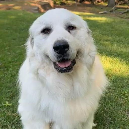 Enlarge Georgia, an adopted Great Pyrenees in Atlanta, GA image 1/5