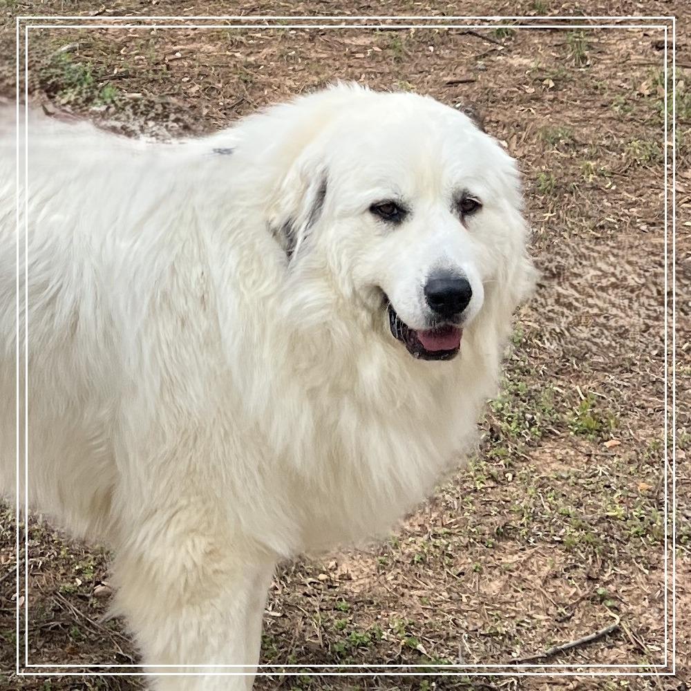 Enlarge Georgia, an adopted Great Pyrenees in Atlanta, GA image 2/5