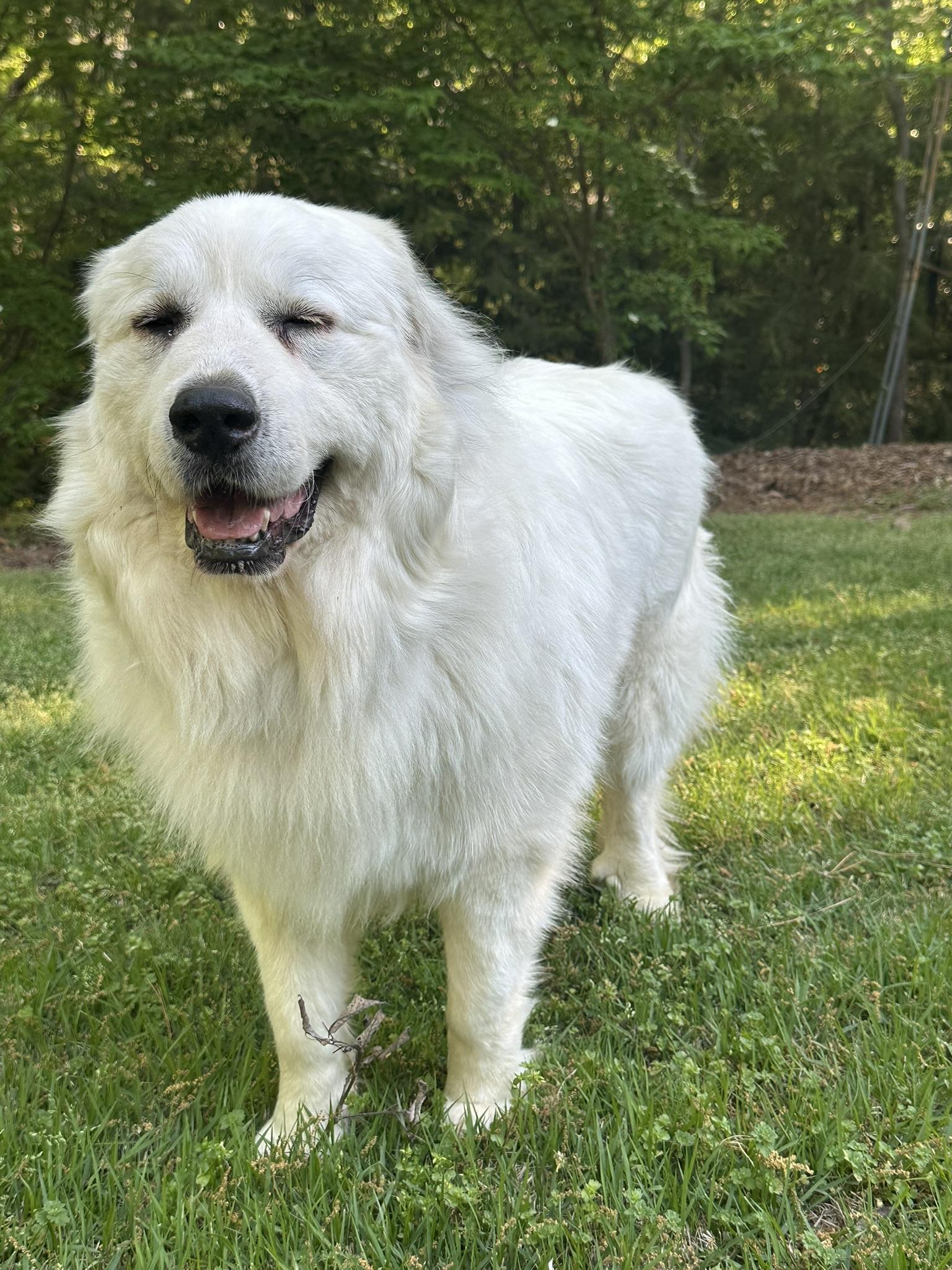 Enlarge Georgia, an adopted Great Pyrenees in Atlanta, GA image 4/5