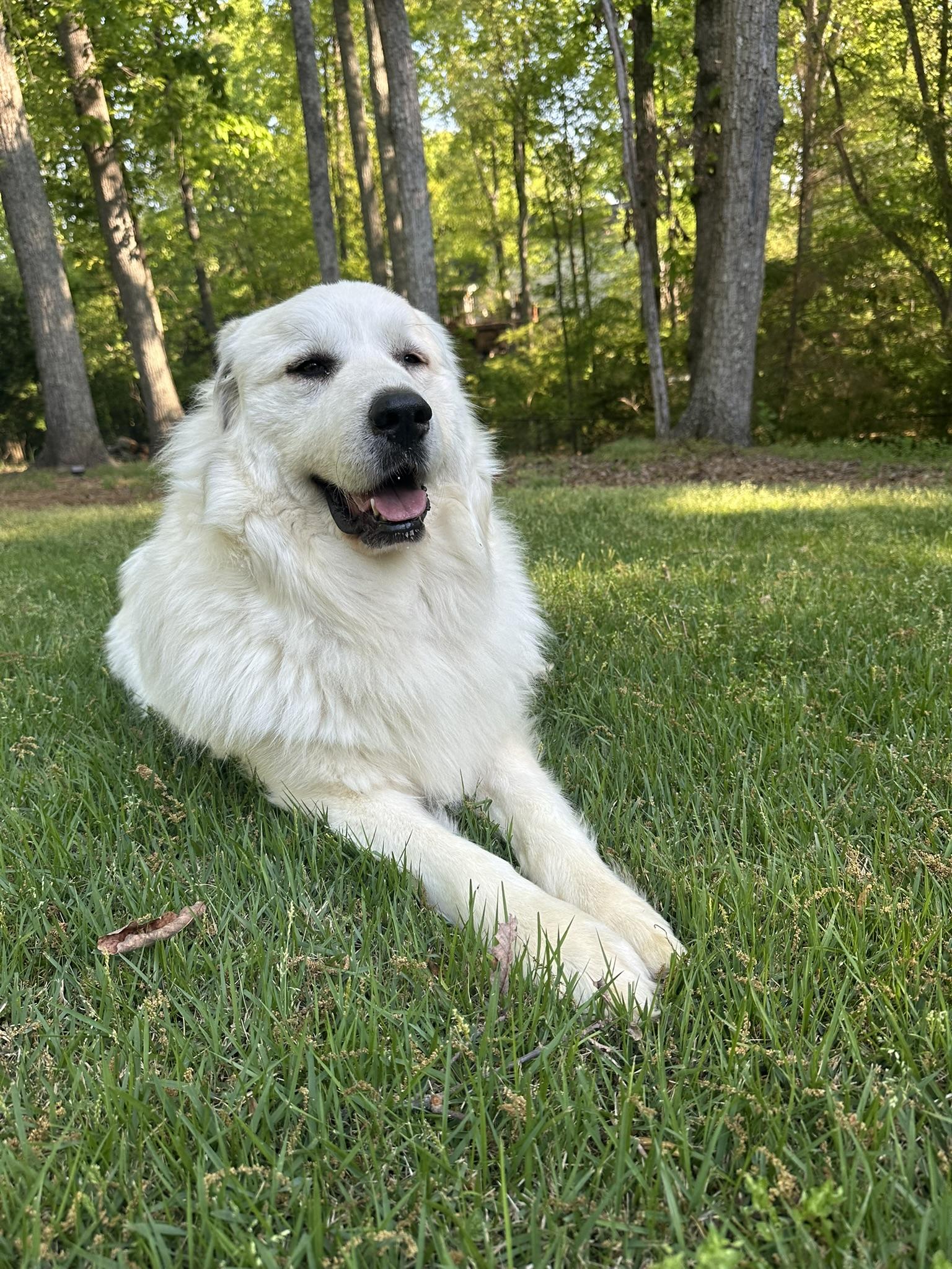Enlarge Georgia, an adopted Great Pyrenees in Atlanta, GA image 3/5